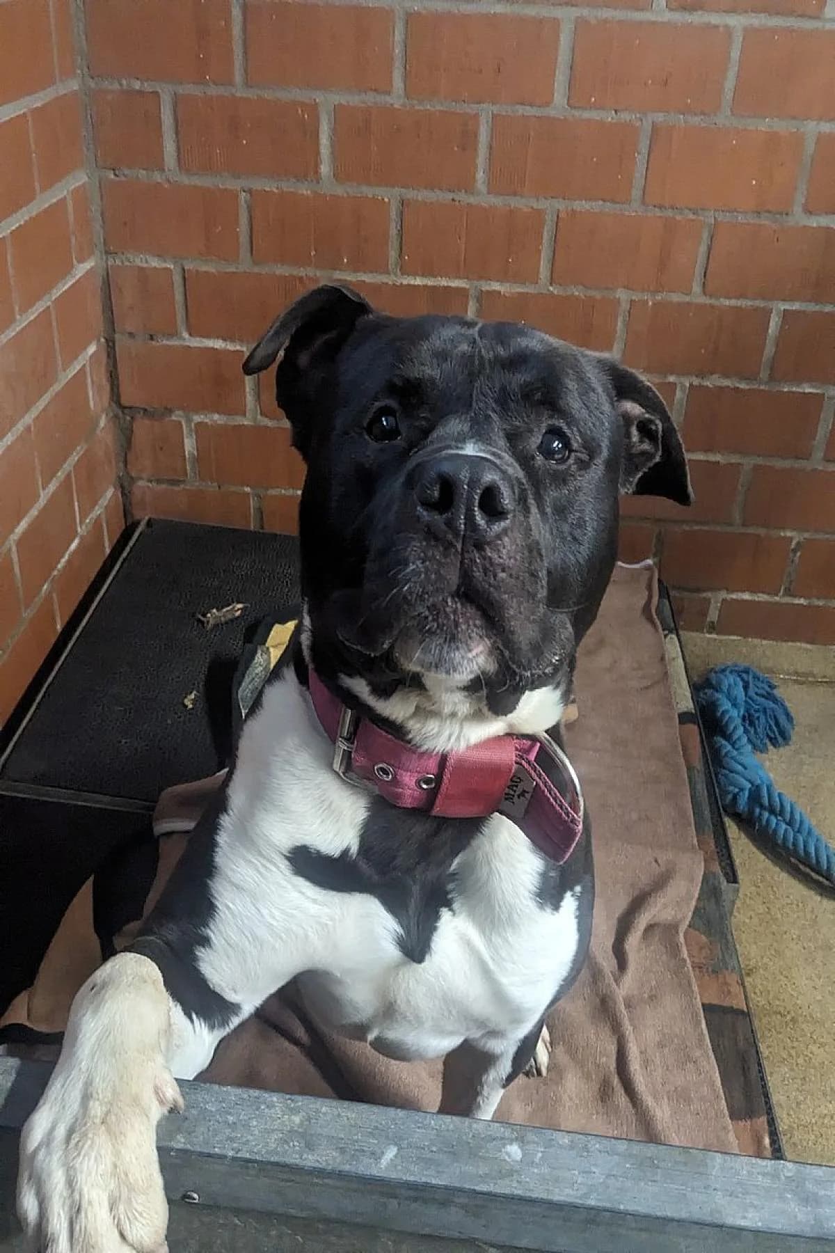 Chico, schwarz-weiß male mixed breed for adoption at Tierheim Bochum, Bochum — photo 6 of 7