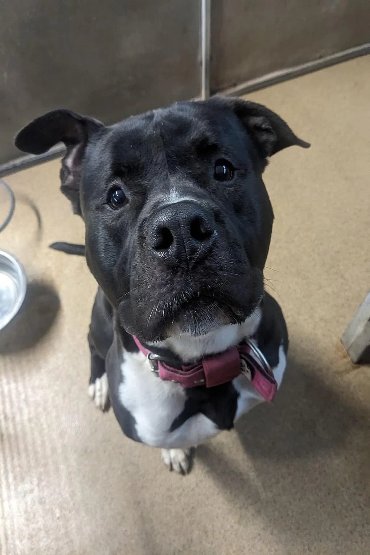 Chico, schwarz-weiß male mixed breed for adoption at Tierheim Bochum, Bochum — photo 7 of 7