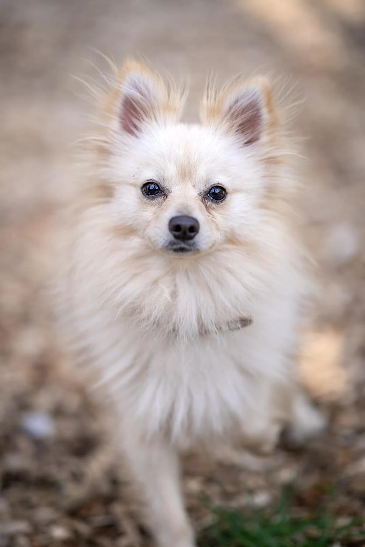 Coco, beige male Pomeranian for adoption at Tierheim Bochum, Bochum