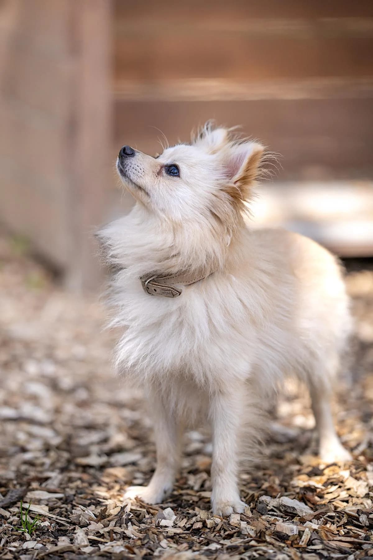 Coco, beige male Pomeranian for adoption at Tierheim Bochum, Bochum — photo 2 of 2