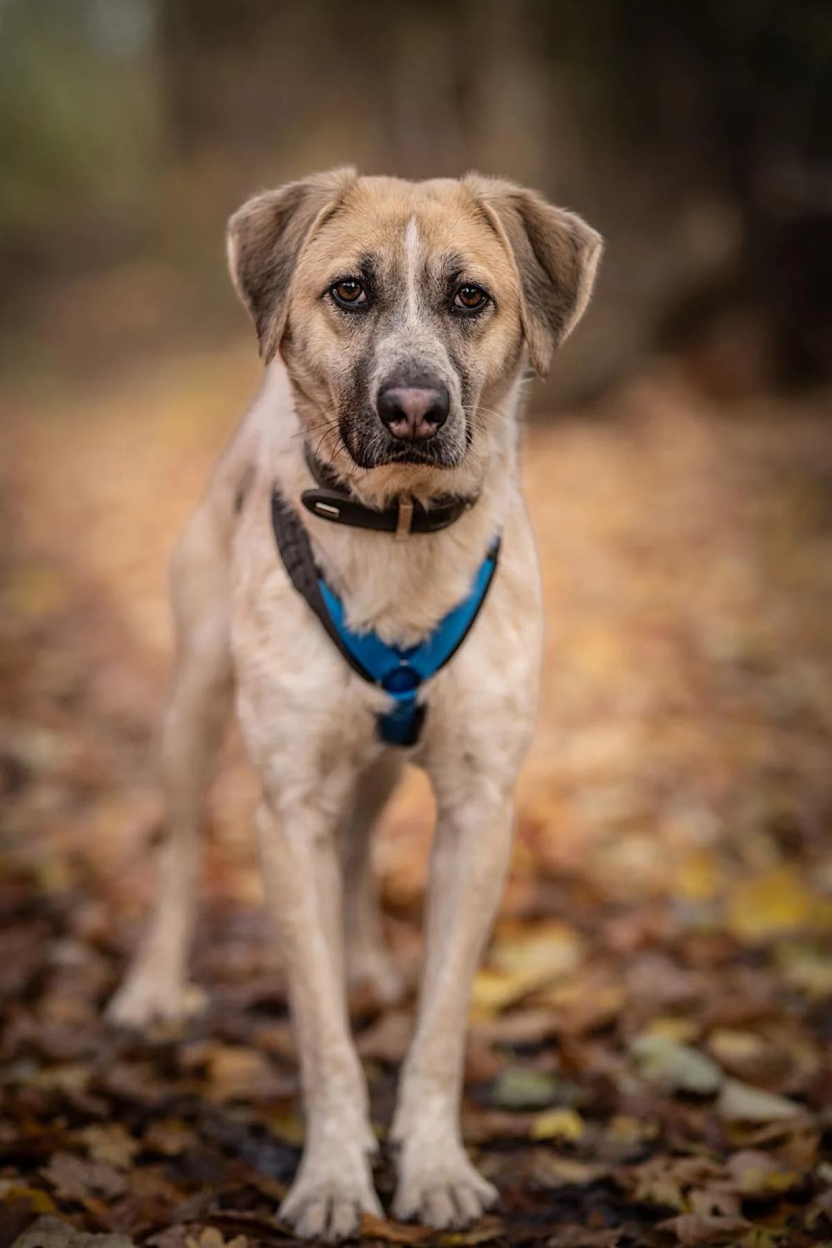 Elmo, weiße beige male Mixed Breed for adoption at Tierheim Bochum, Bochum