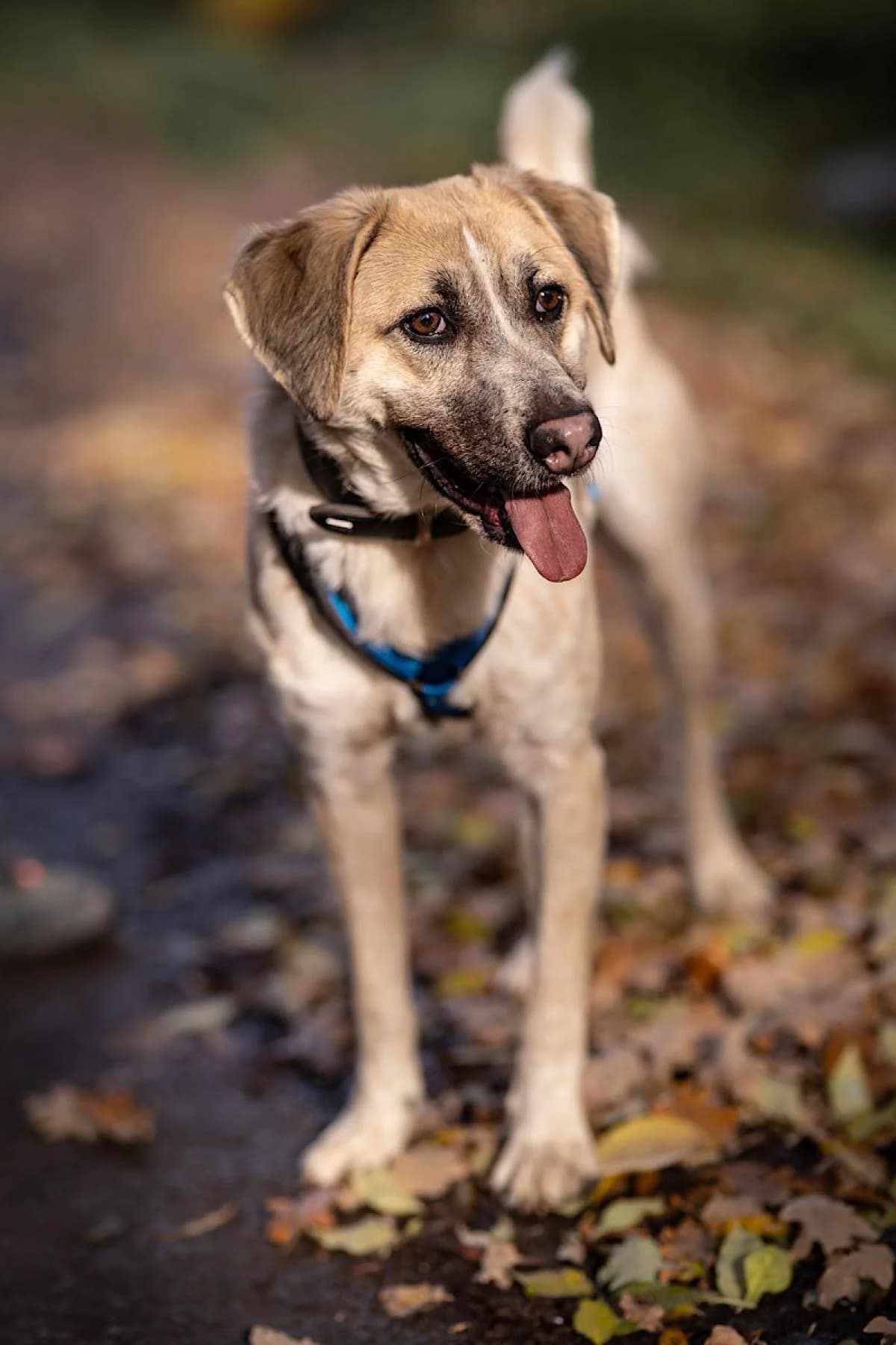 Elmo, weiße beige male Mixed Breed for adoption at Tierheim Bochum, Bochum — photo 2 of 3