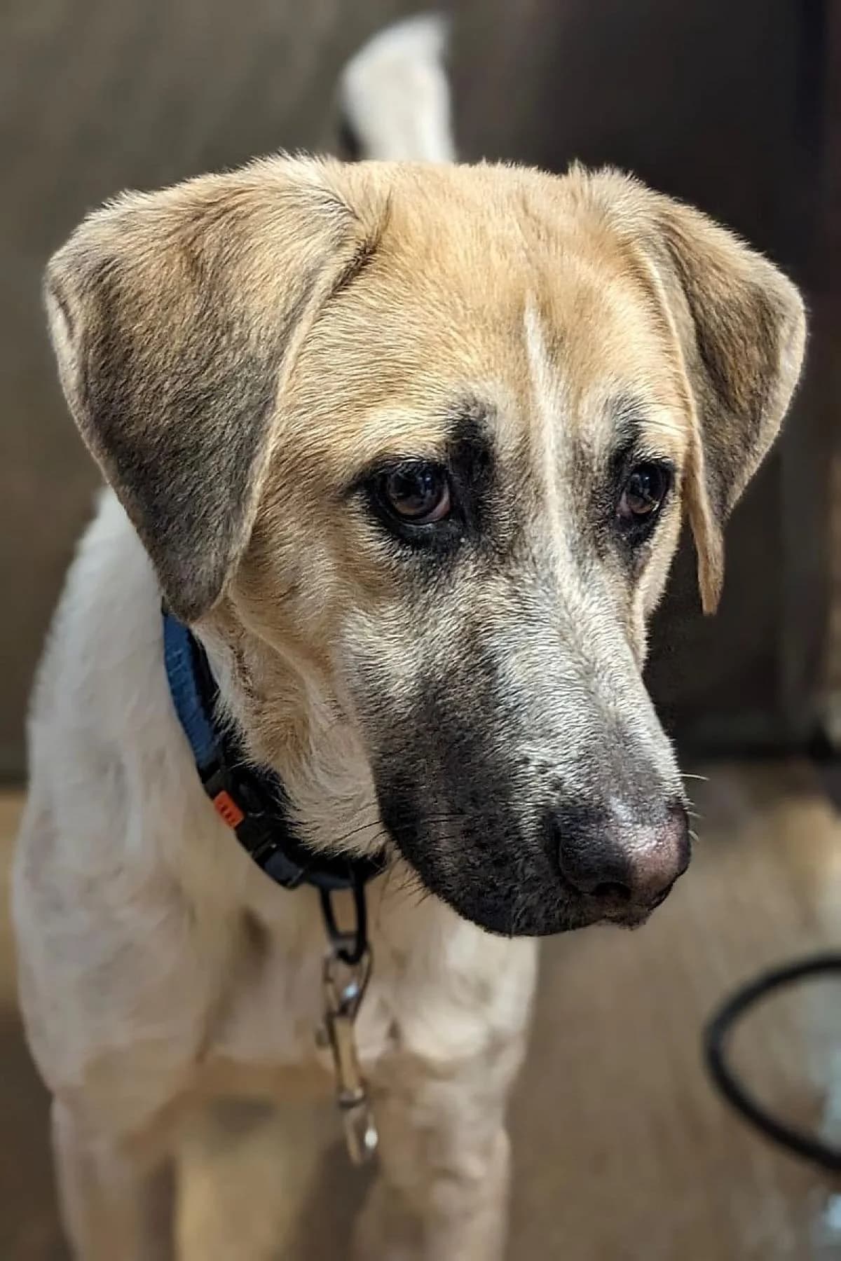 Elmo, weiße beige male Mixed Breed for adoption at Tierheim Bochum, Bochum — photo 3 of 3