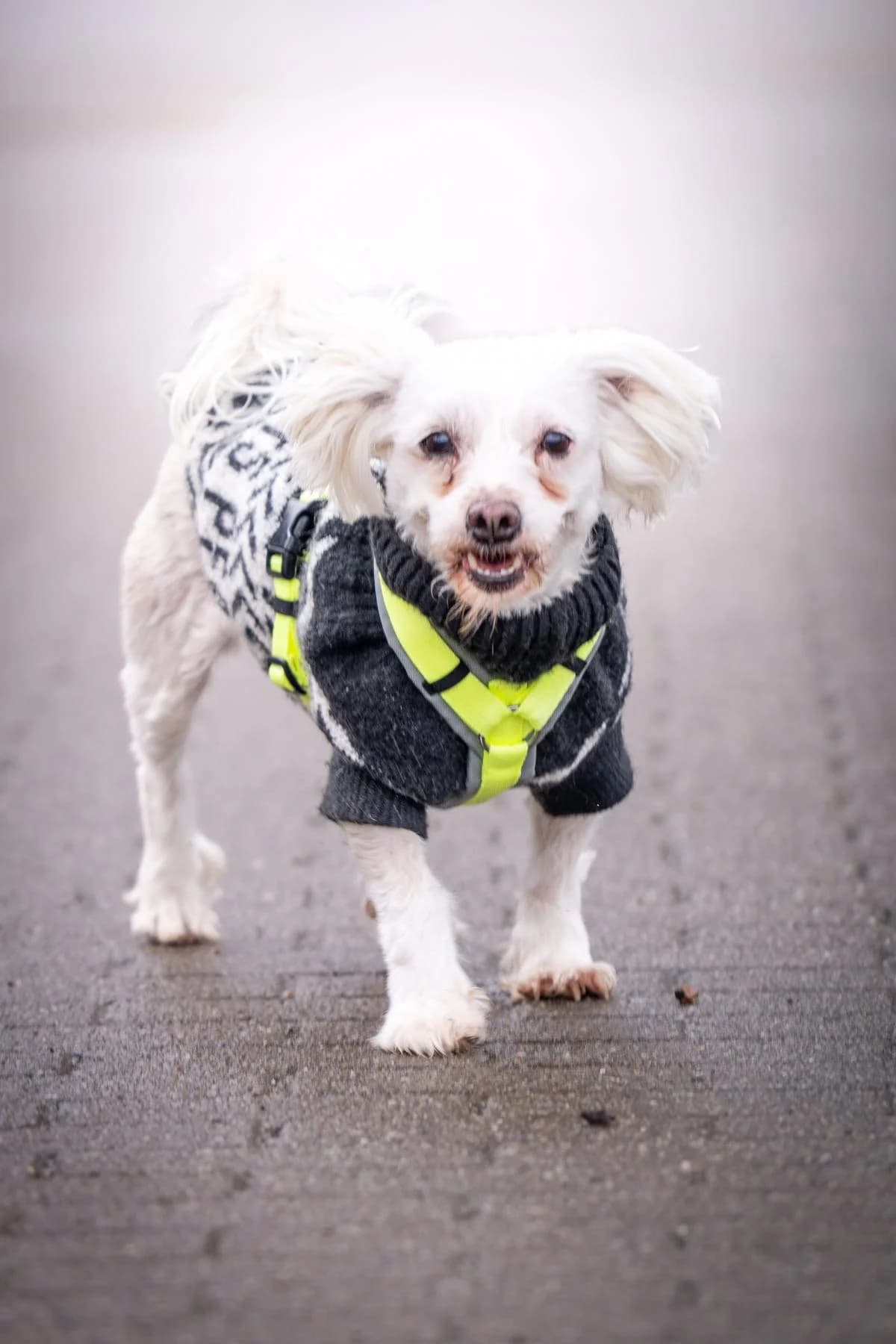 Feli, weiß-creme female senior Maltese for adoption at Tierheim Bochum, Bochum