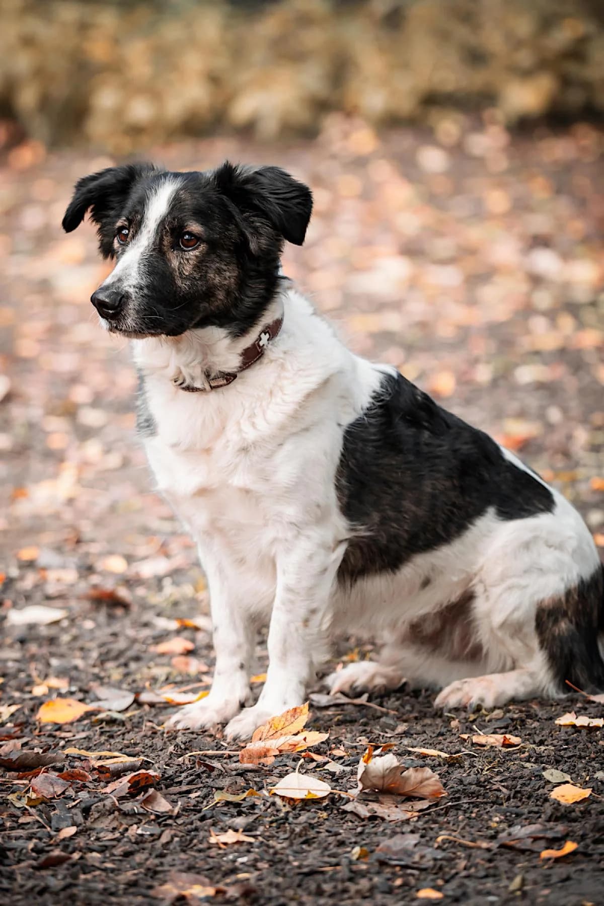Flint, weiß-braun male Mixed Breed for adoption at Tierheim Bochum, Bochum