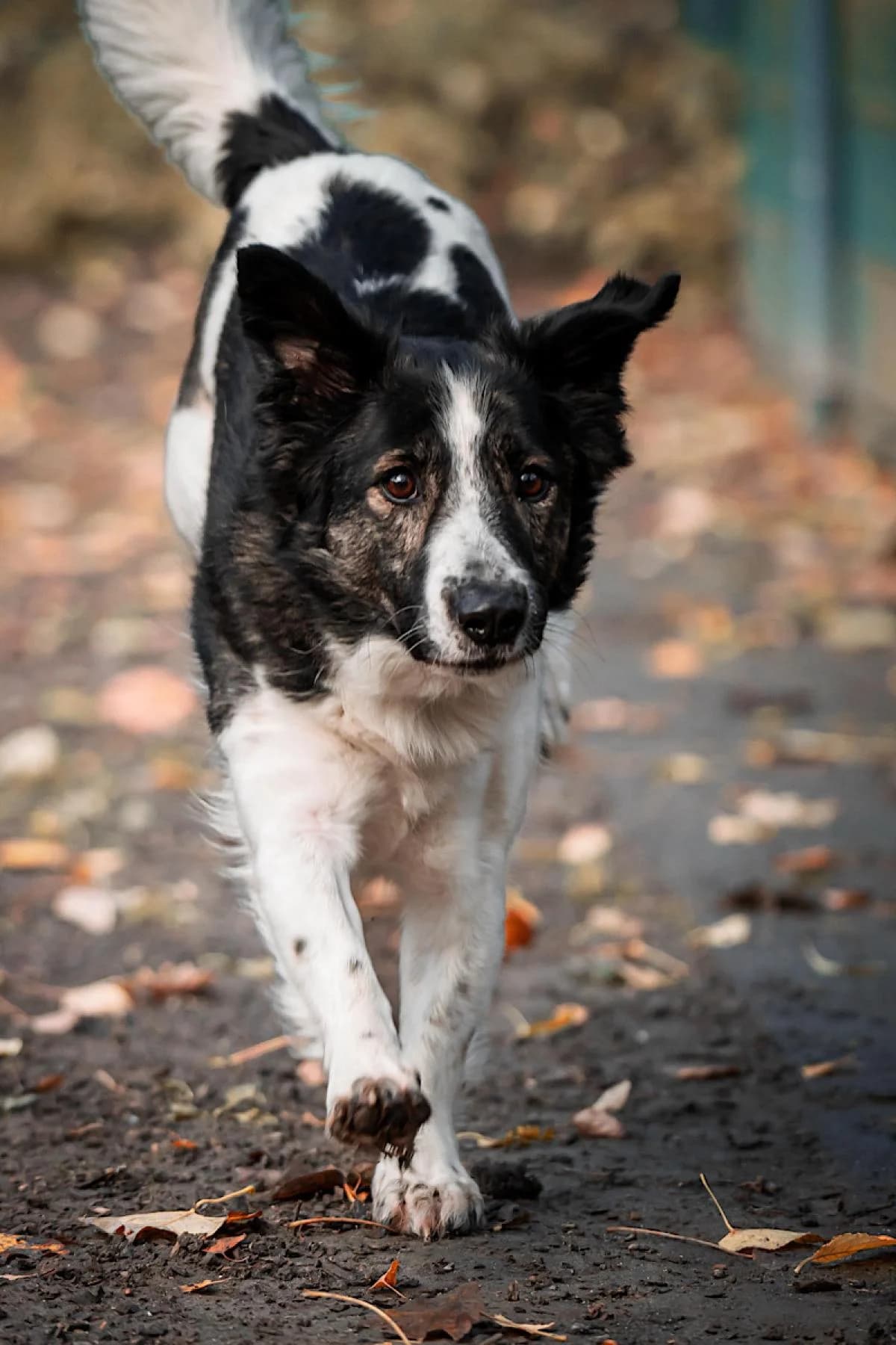Flint, weiß-braun male Mixed Breed for adoption at Tierheim Bochum, Bochum — photo 2 of 10