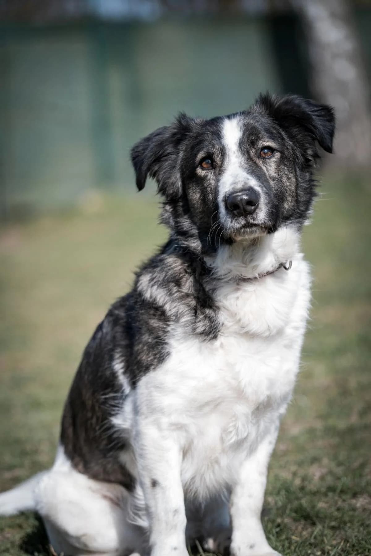 Flint, weiß-braun male Mixed Breed for adoption at Tierheim Bochum, Bochum — photo 3 of 10