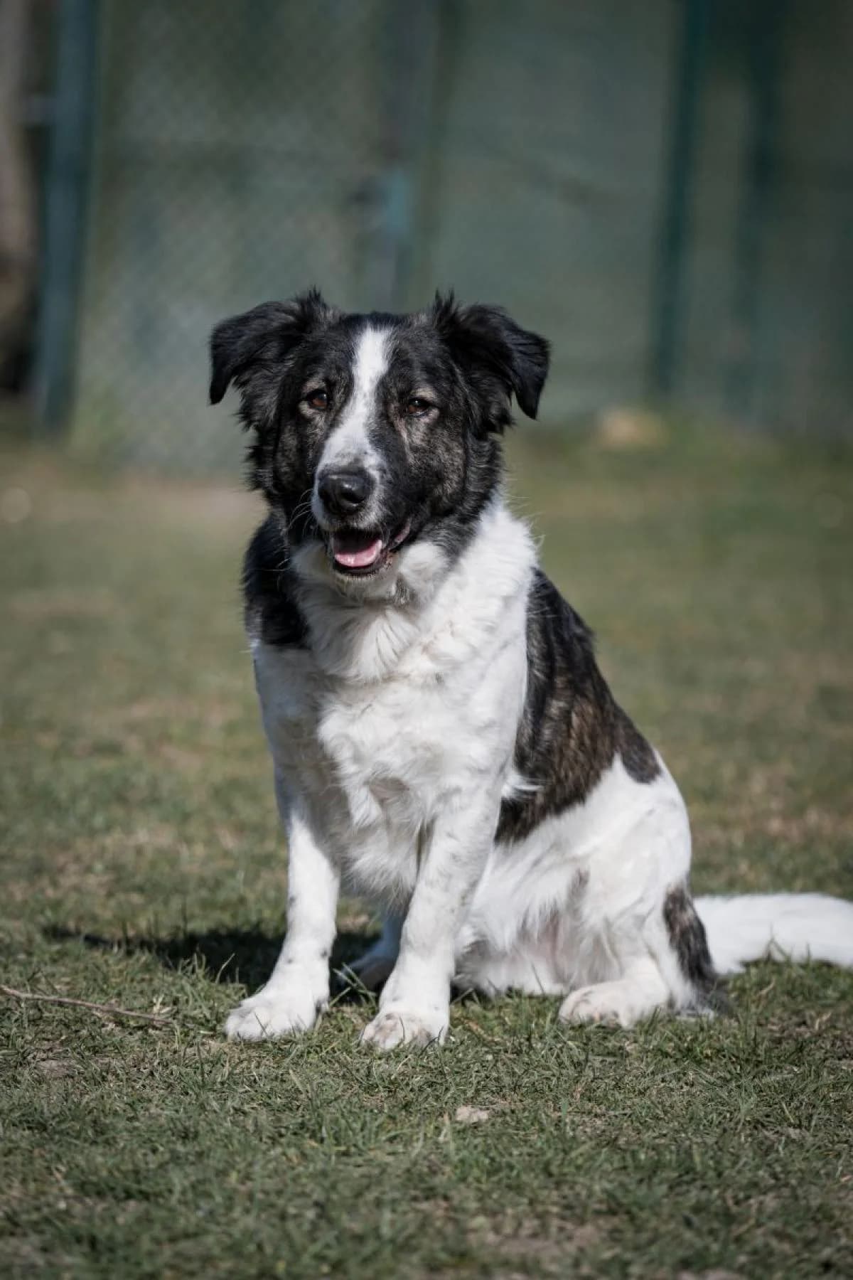 Flint, weiß-braun male Mixed Breed for adoption at Tierheim Bochum, Bochum — photo 4 of 10
