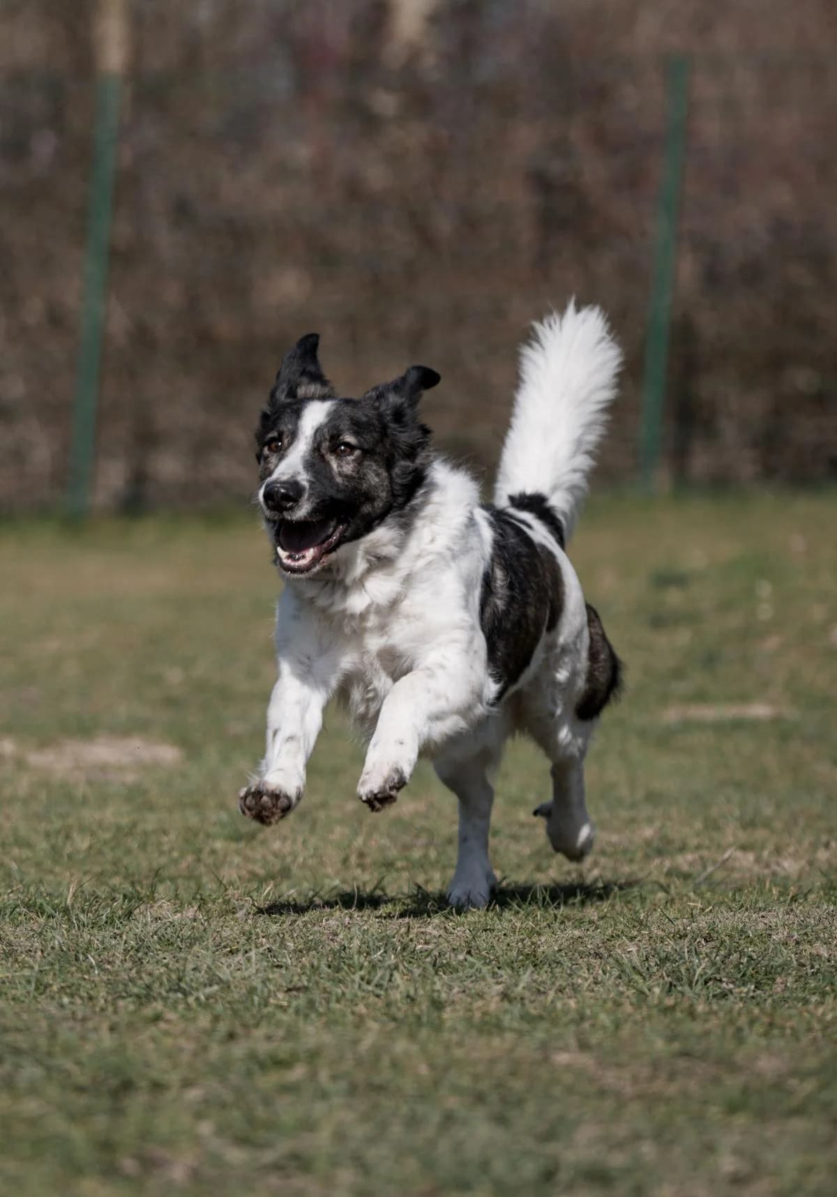 Flint, weiß-braun male Mixed Breed for adoption at Tierheim Bochum, Bochum — photo 5 of 10