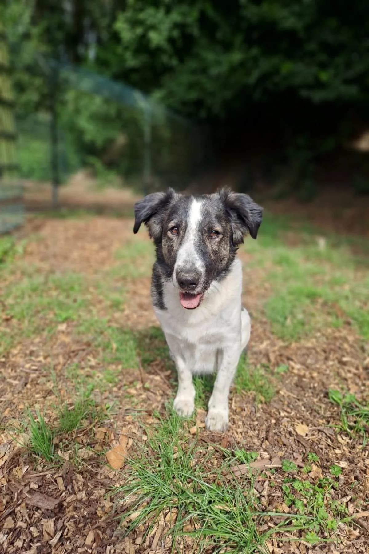 Flint, weiß-braun male Mixed Breed for adoption at Tierheim Bochum, Bochum — photo 6 of 10