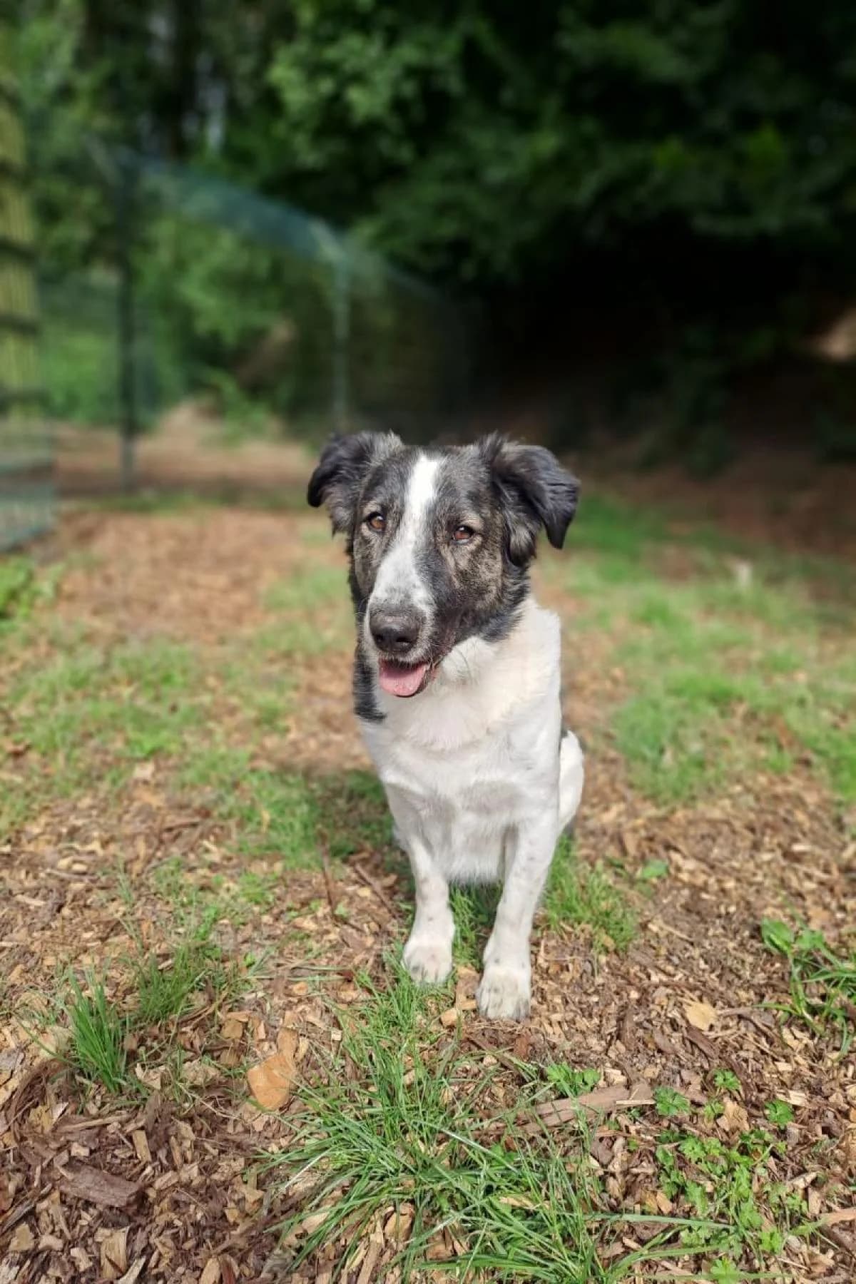 Flint, weiß-braun male Mixed Breed for adoption at Tierheim Bochum, Bochum — photo 7 of 10