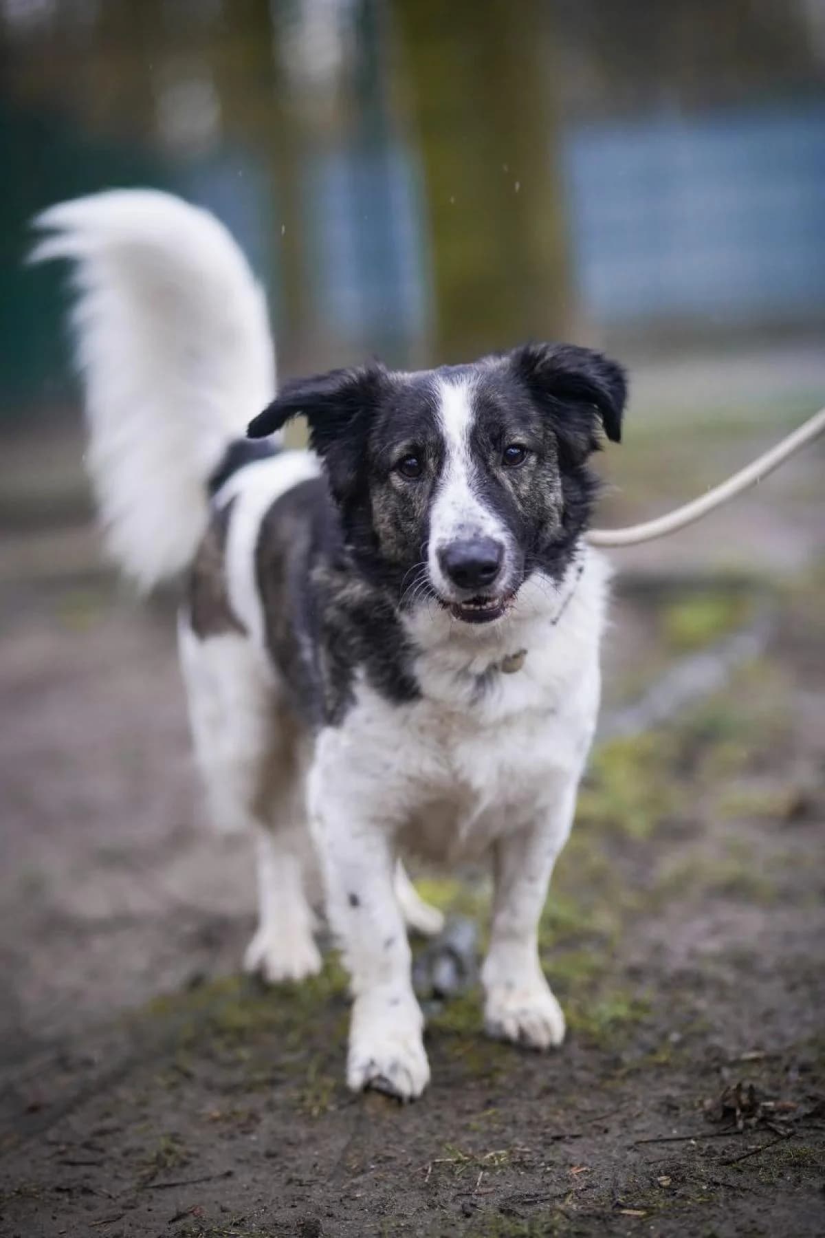 Flint, weiß-braun male Mixed Breed for adoption at Tierheim Bochum, Bochum — photo 8 of 10