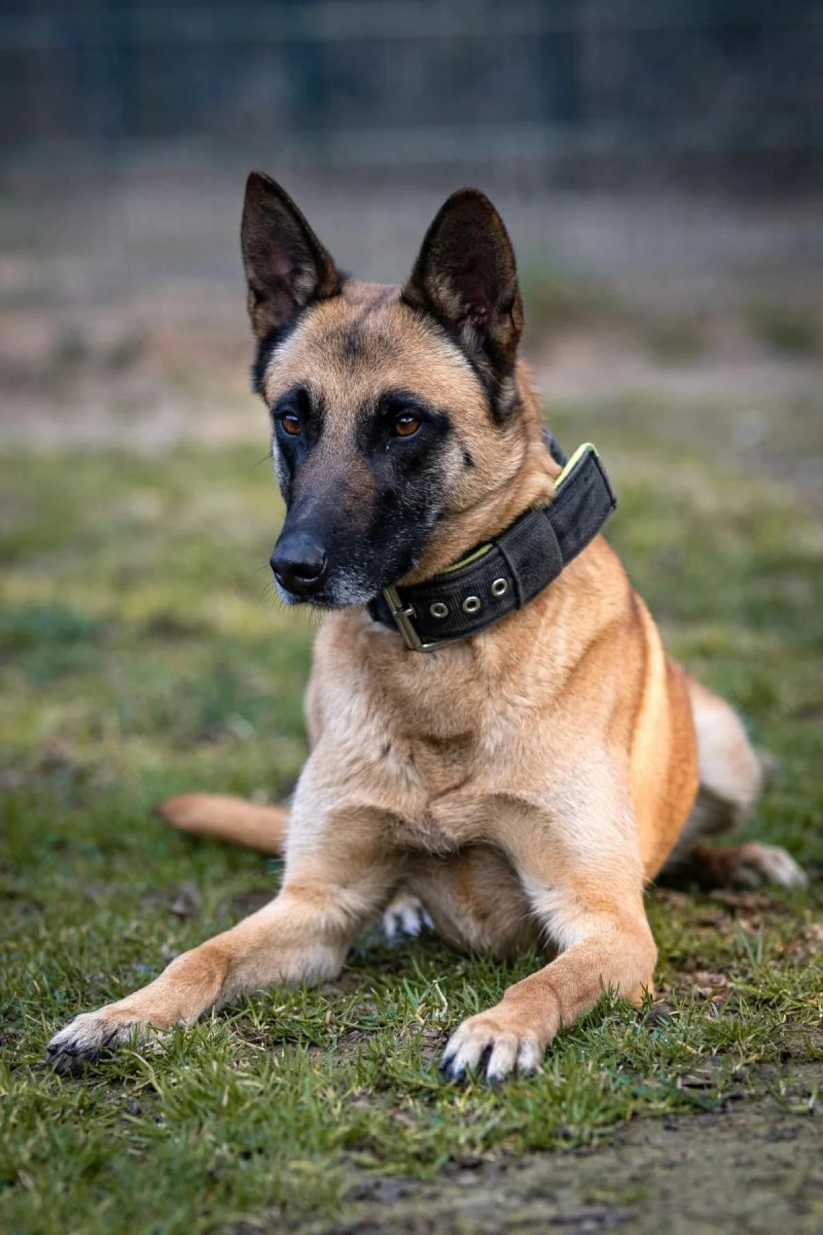 Henna, beige, schwarze Mske female 5yo Belgian Malinois for adoption at Tierheim Bochum, Bochum