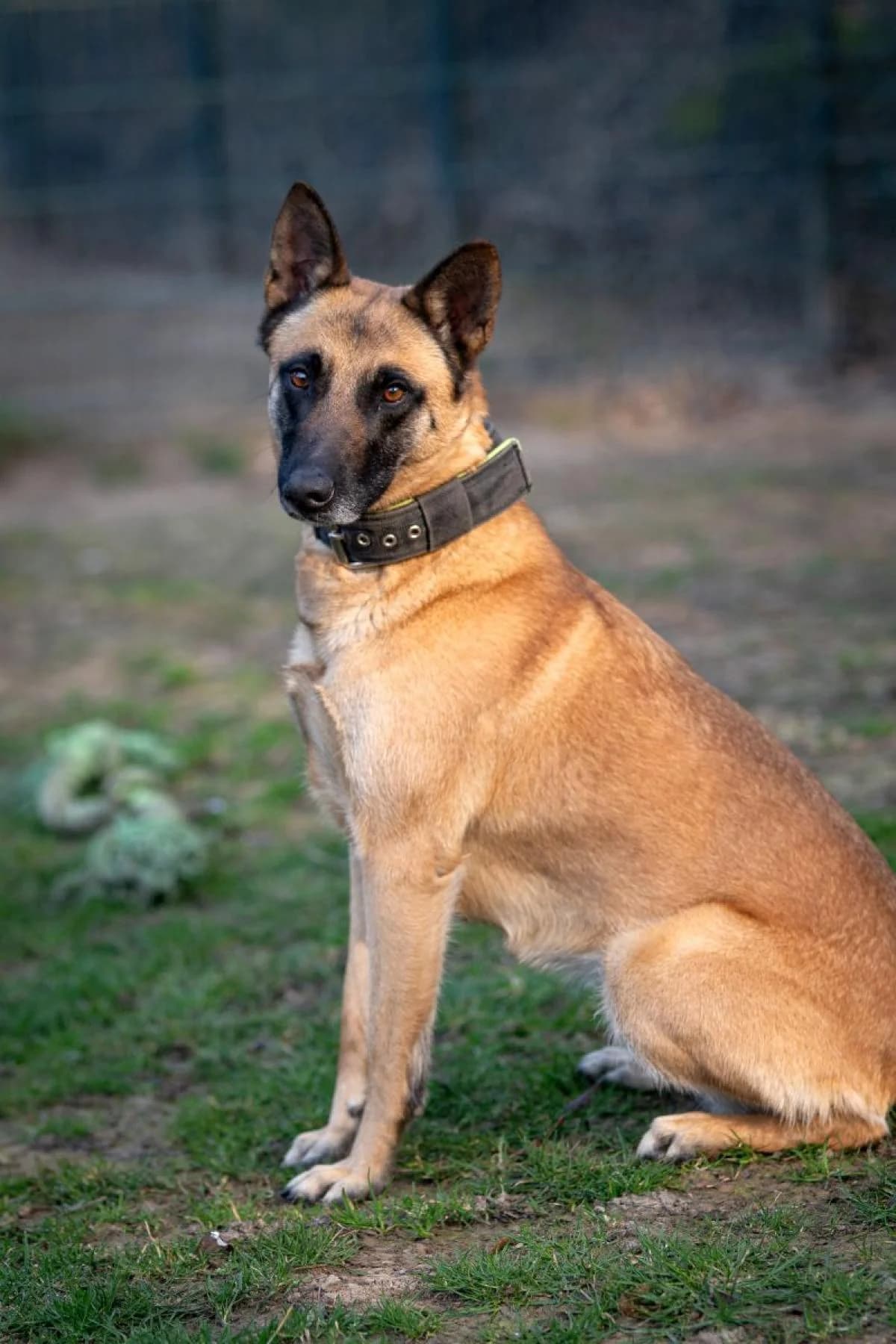 Henna, beige, schwarze Mske female Belgian Malinois for adoption at Tierheim Bochum, Bochum — photo 2 of 6