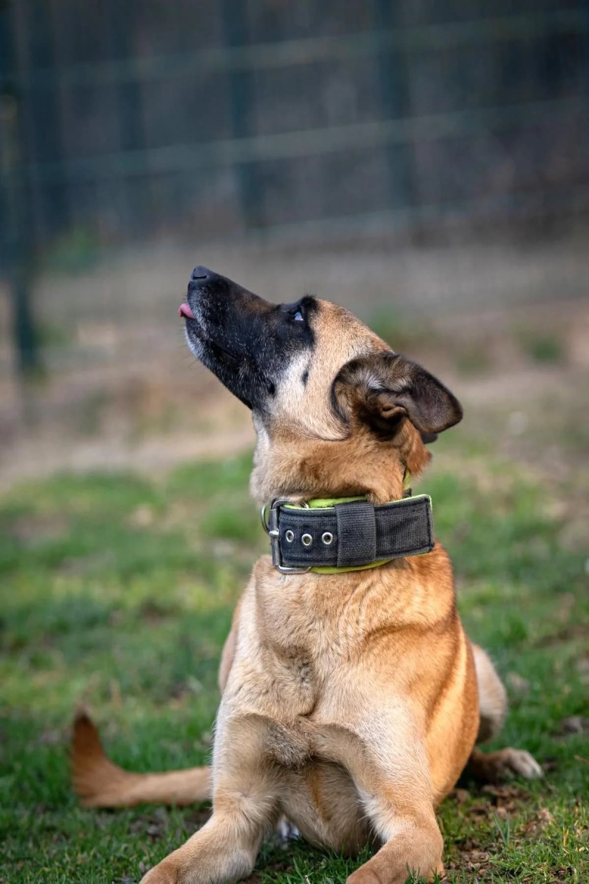 Henna, beige, schwarze Mske female Belgian Malinois for adoption at Tierheim Bochum, Bochum — photo 3 of 6