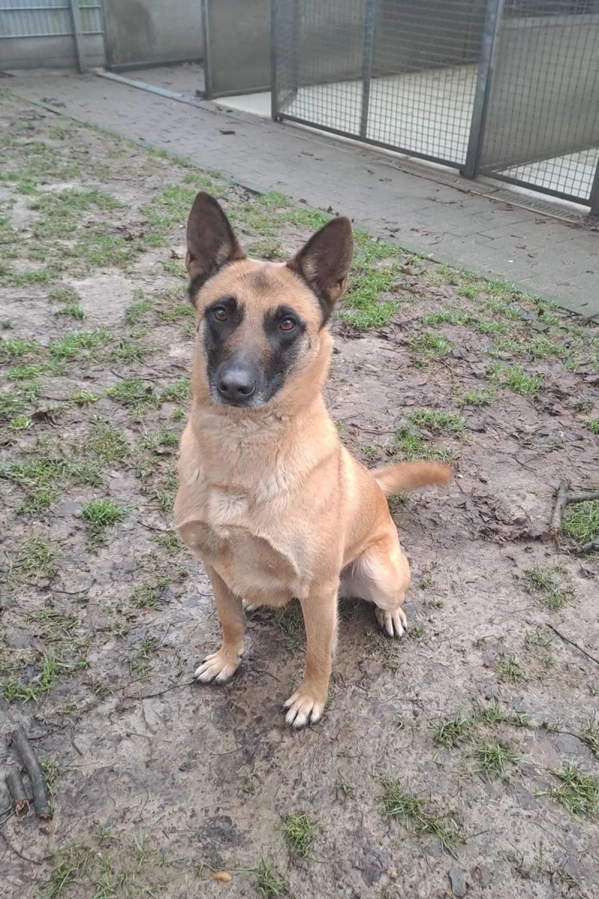 Henna, beige, schwarze Mske female Belgian Malinois for adoption at Tierheim Bochum, Bochum — photo 4 of 6