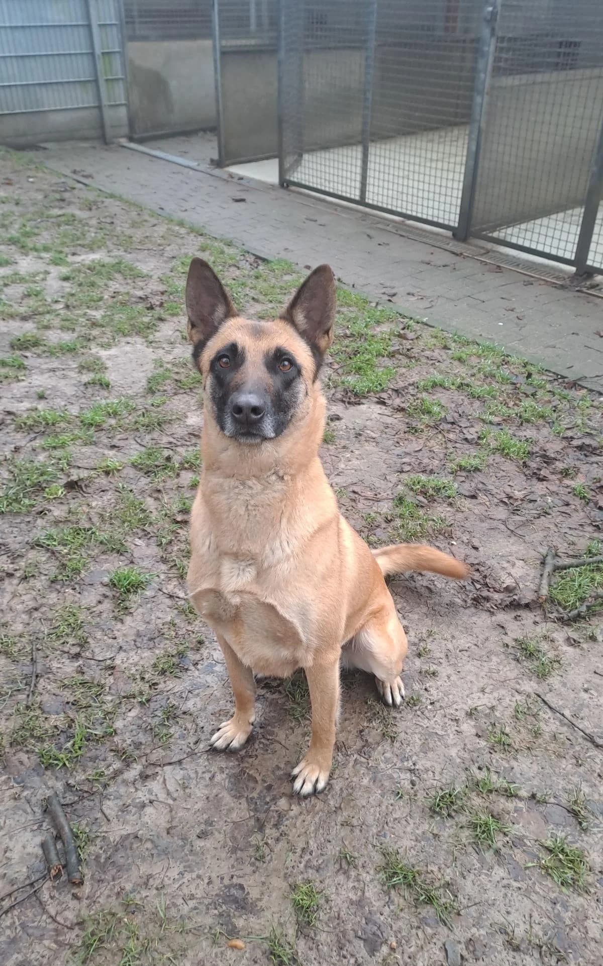 Henna, beige, schwarze Mske female Belgian Malinois for adoption at Tierheim Bochum, Bochum — photo 5 of 6