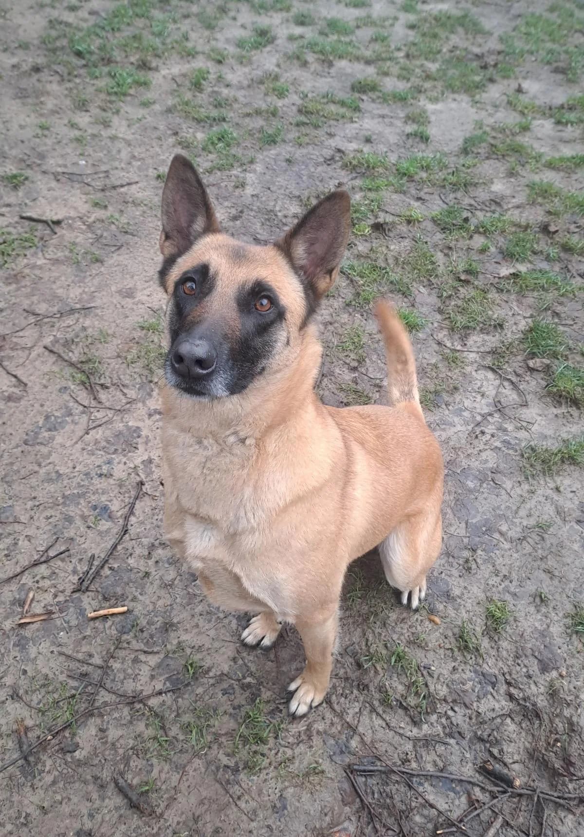 Henna, beige, schwarze Mske female Belgian Malinois for adoption at Tierheim Bochum, Bochum — photo 6 of 6