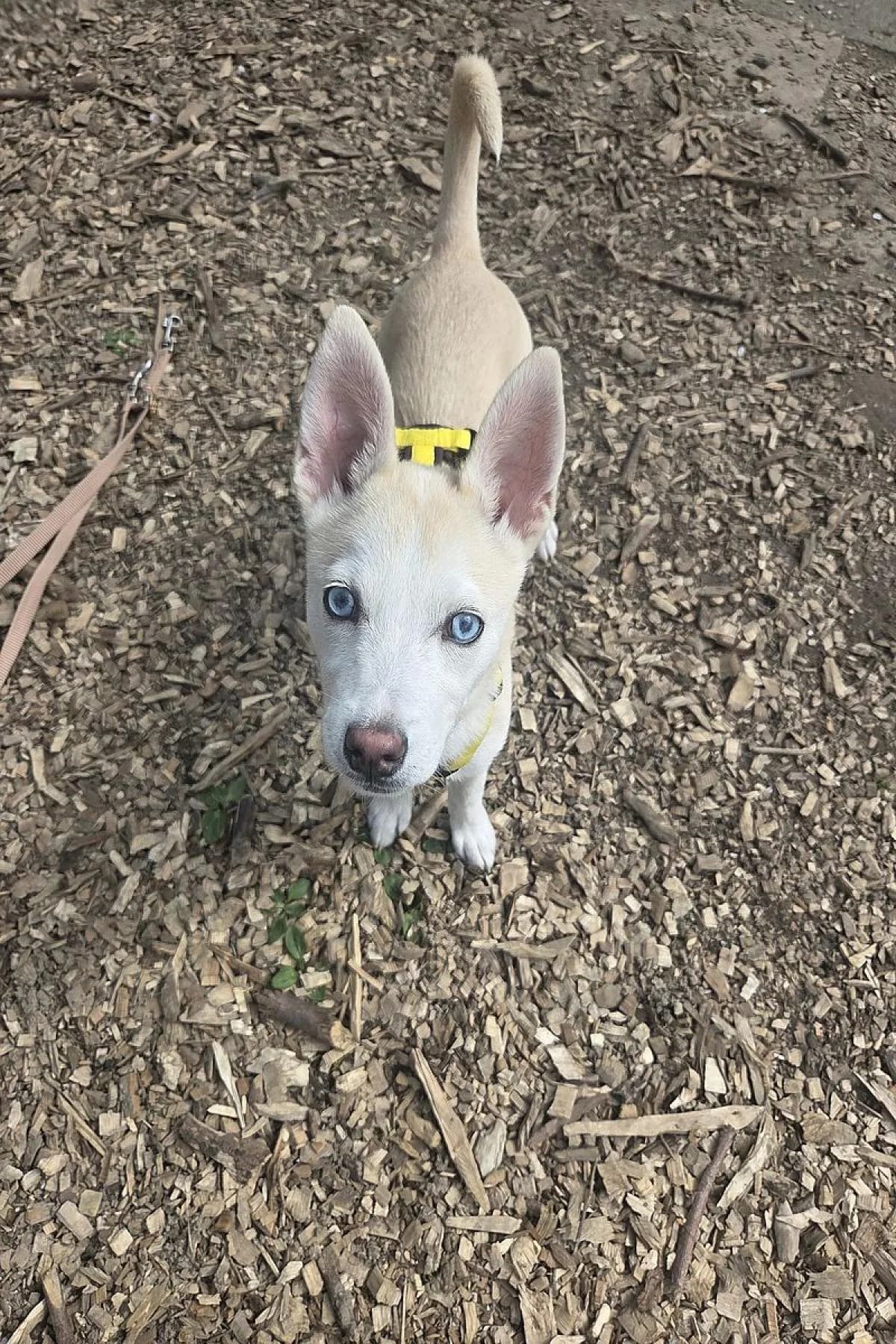 Kira, beige female French Bulldog for adoption at Tierheim Bochum, Bochum
