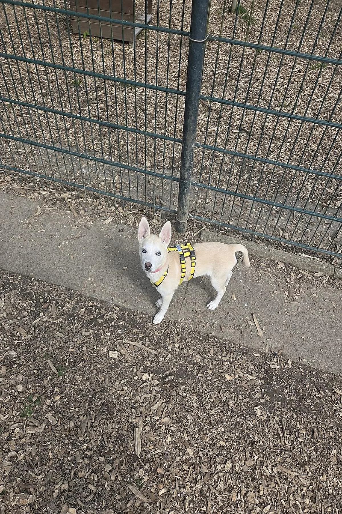Kira, beige female French Bulldog for adoption at Tierheim Bochum, Bochum — photo 2 of 3