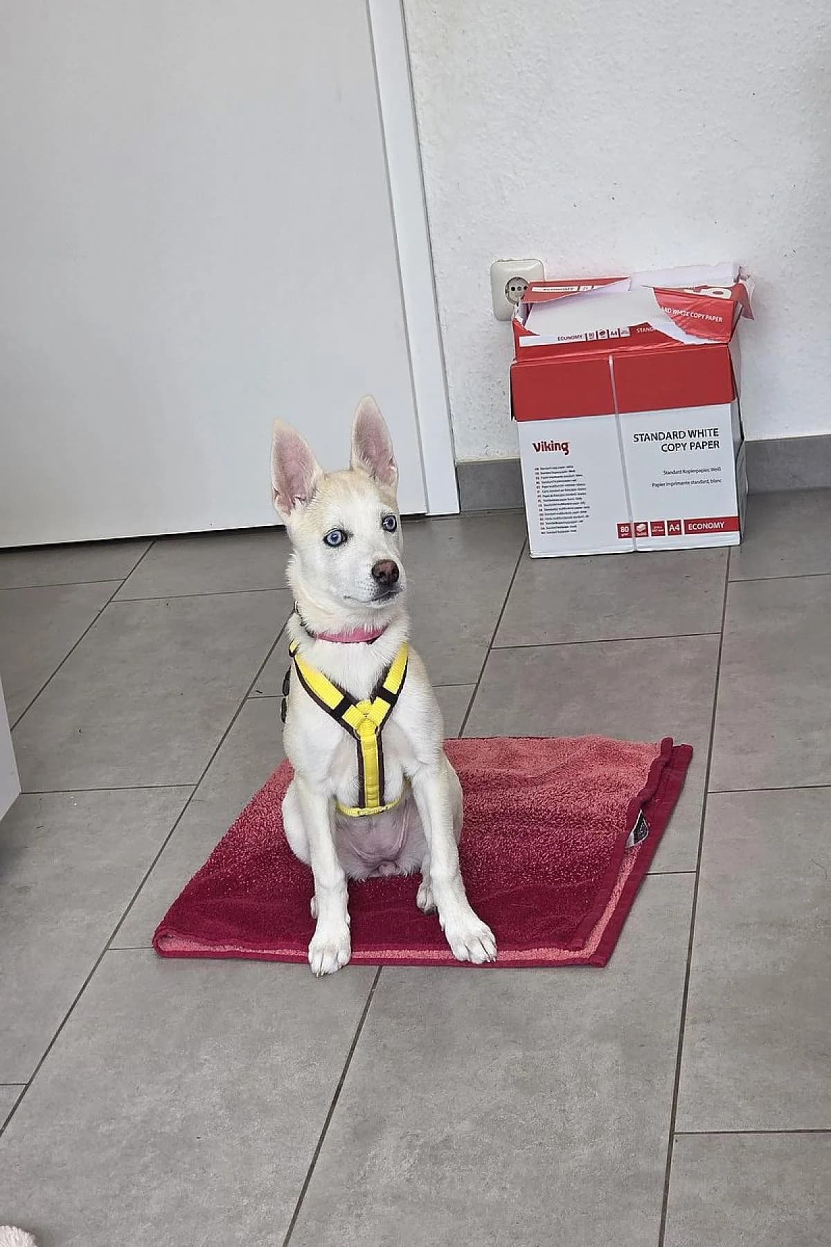 Kira, beige female French Bulldog for adoption at Tierheim Bochum, Bochum — photo 3 of 3