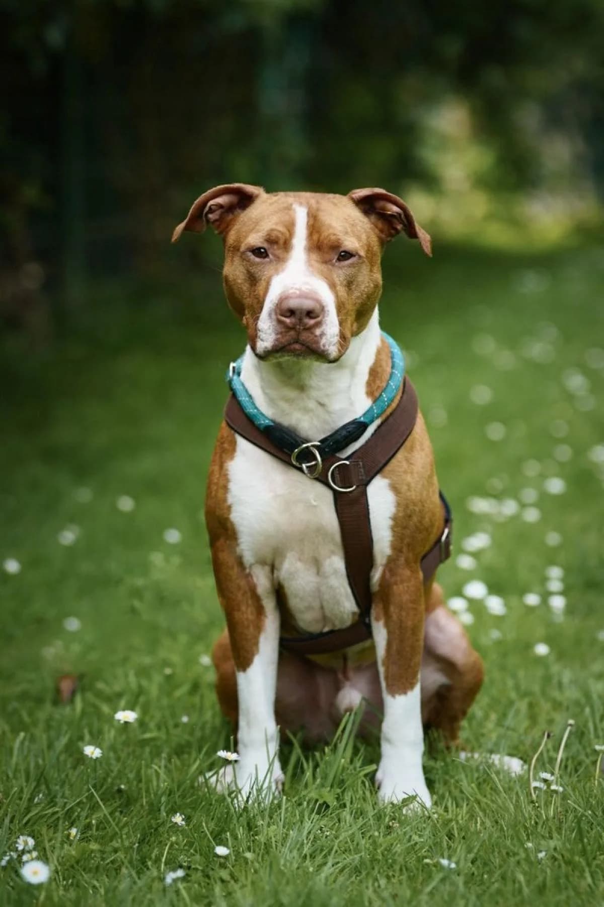 Lion, rot mit weiß male American Staffordshire Terrier for adoption at Tierheim Bochum, Bochum