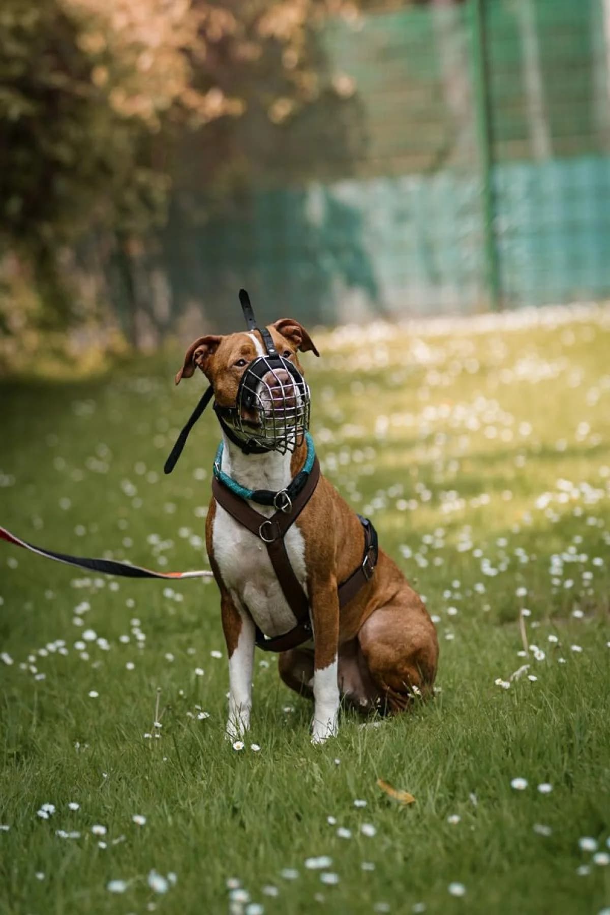 Lion, rot mit weiß male American Staffordshire Terrier for adoption at Tierheim Bochum, Bochum — photo 4 of 6