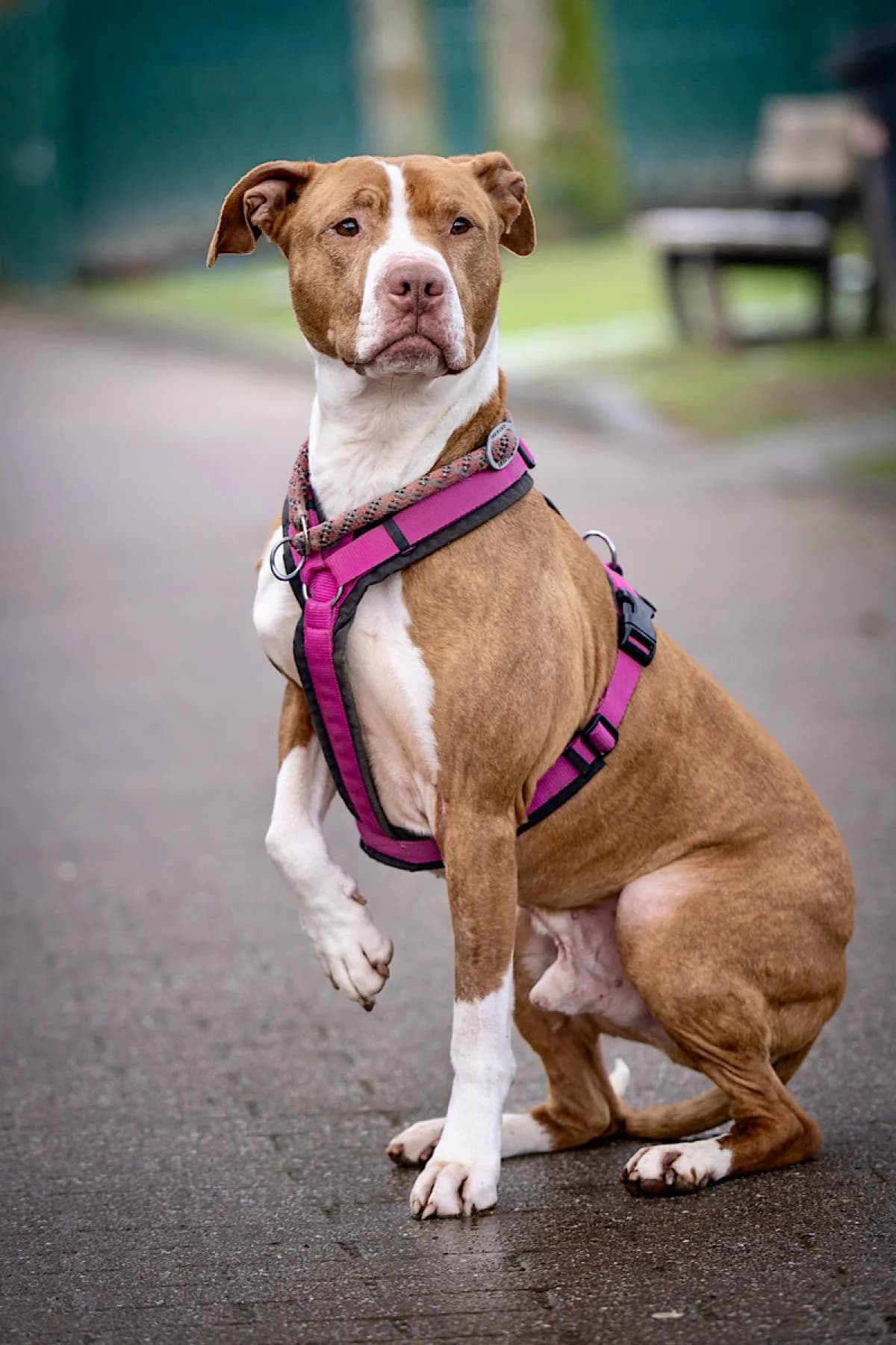 Lion, rot mit weiß male American Staffordshire Terrier for adoption at Tierheim Bochum, Bochum — photo 5 of 6