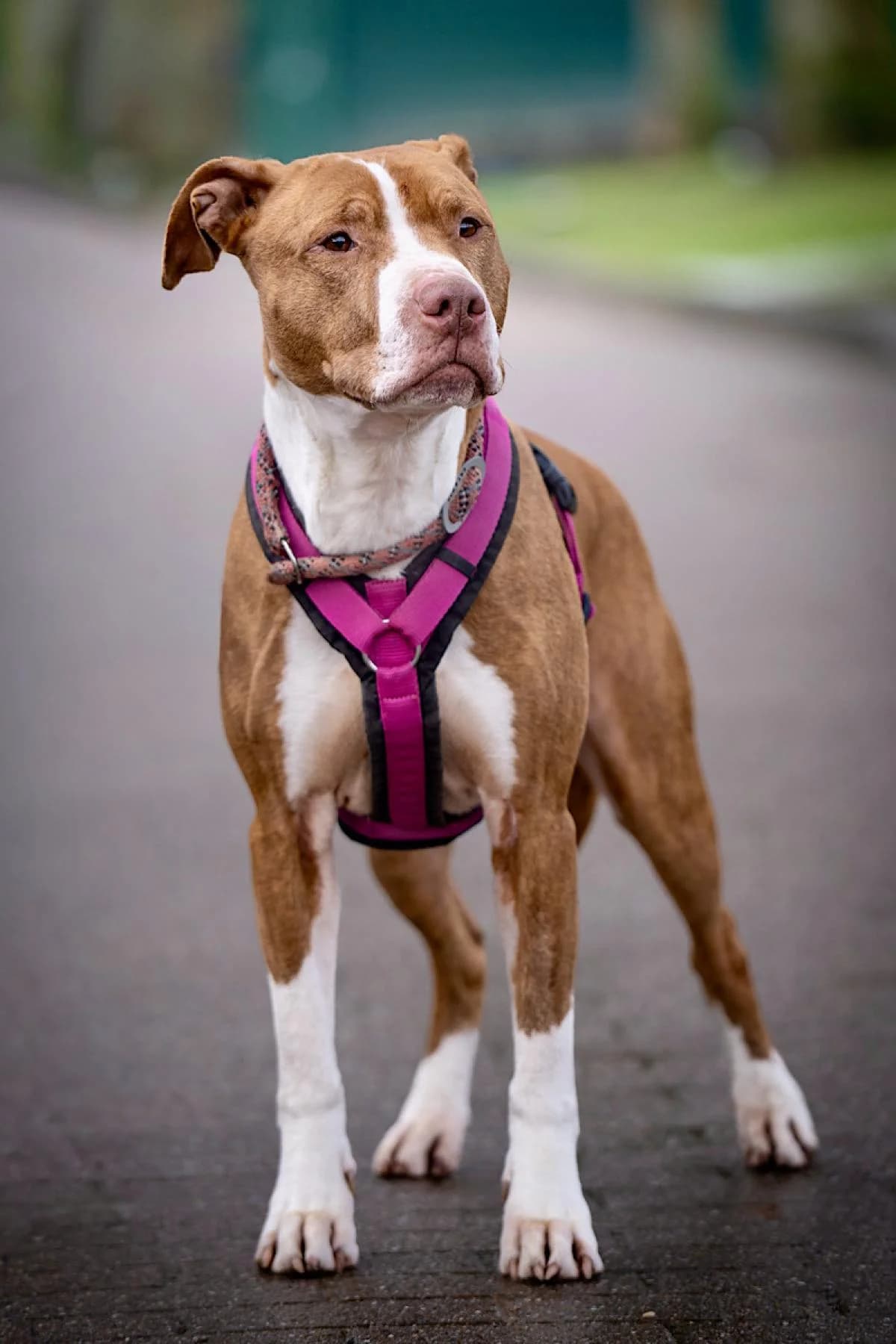 Lion, rot mit weiß male American Staffordshire Terrier for adoption at Tierheim Bochum, Bochum — photo 6 of 6