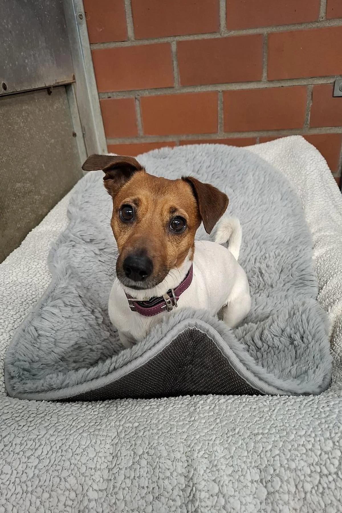 Melo, weiß braun female 4yo Jack Russell Terrier for adoption at Tierheim Bochum, Bochum