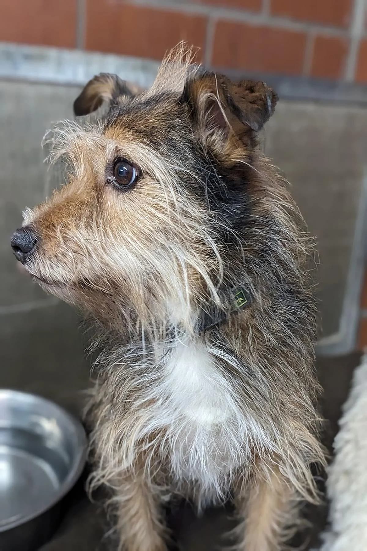 Milow, braun-weiß male Mixed Breed for adoption at Tierheim Bochum, Bochum