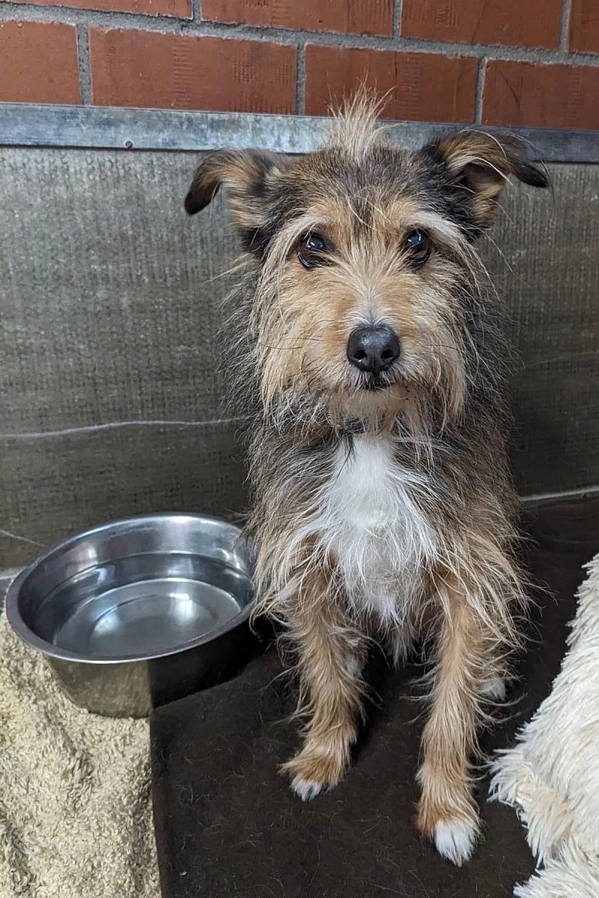 Milow, braun-weiß male Mixed Breed for adoption at Tierheim Bochum, Bochum — photo 2 of 2