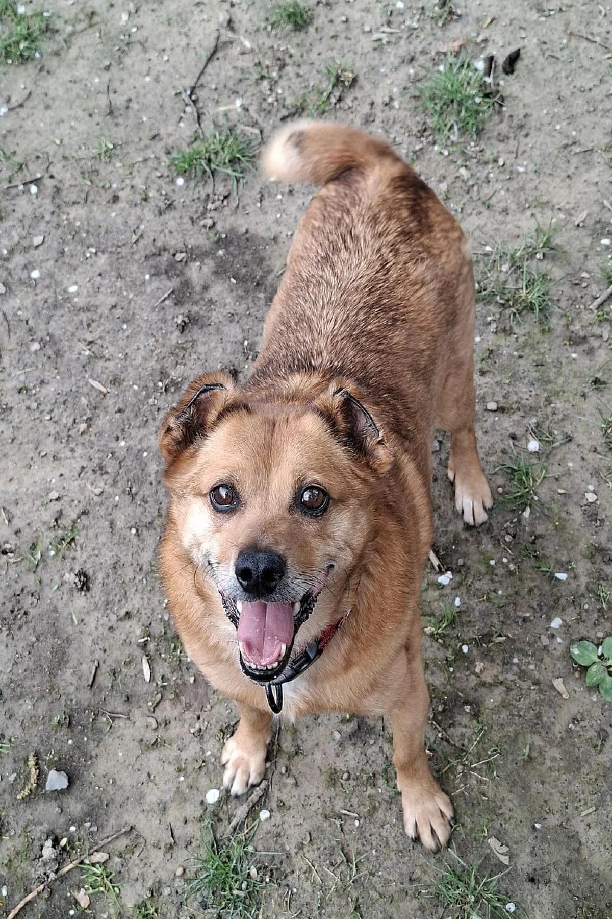 Motte, braun male 4yo Mixed Breed for adoption at Tierheim Bochum, Bochum