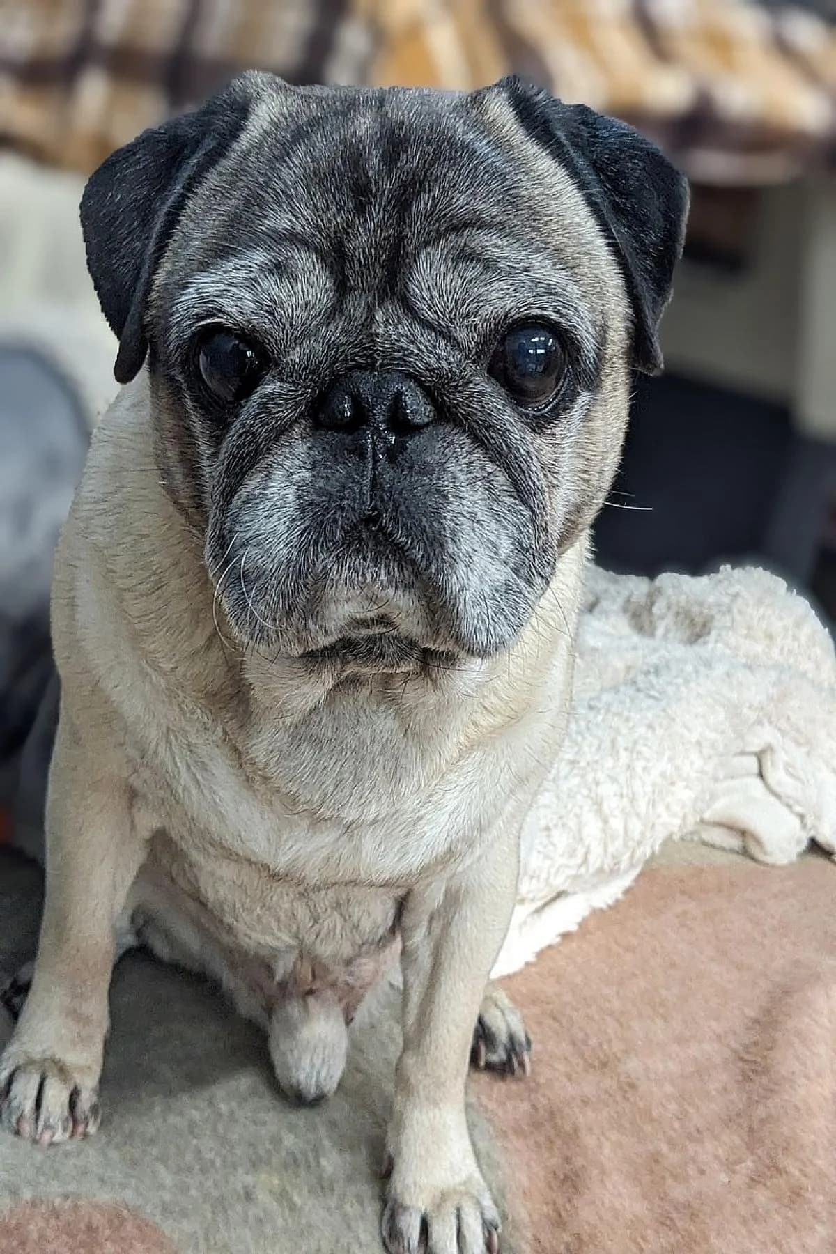 Pablo, beige, schwarze Maske male Pug for adoption at Tierheim Bochum, Bochum