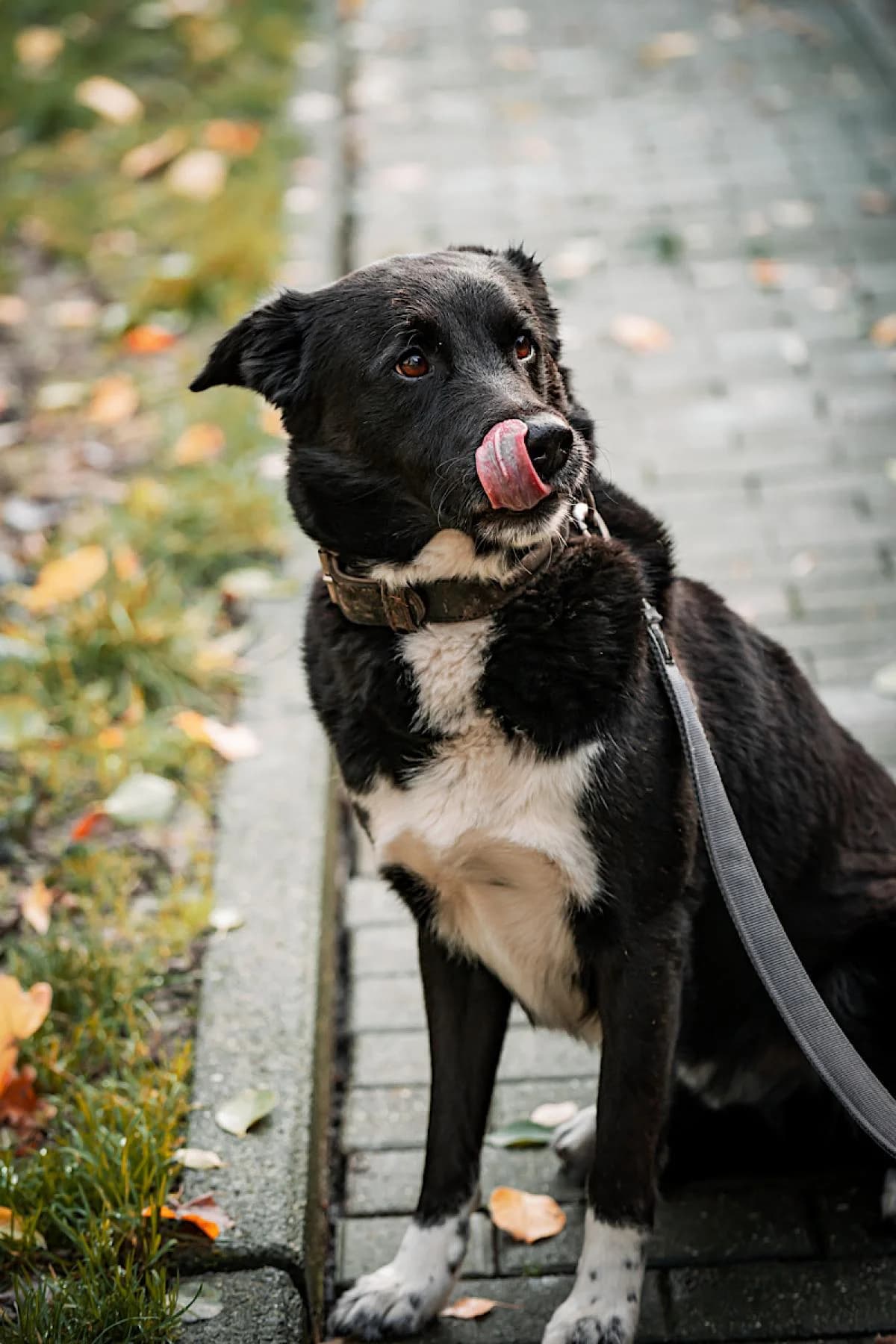 Paul, schwarz weiß male Border Collie for adoption at Tierheim Bochum, Bochum