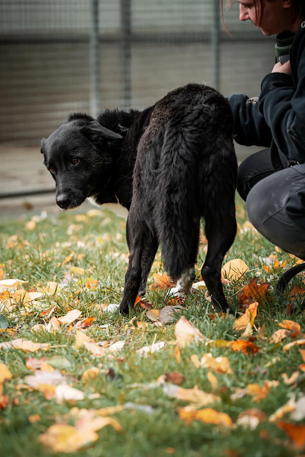 Paul, schwarz weiß male Border Collie for adoption at Tierheim Bochum, Bochum — photo 2 of 13