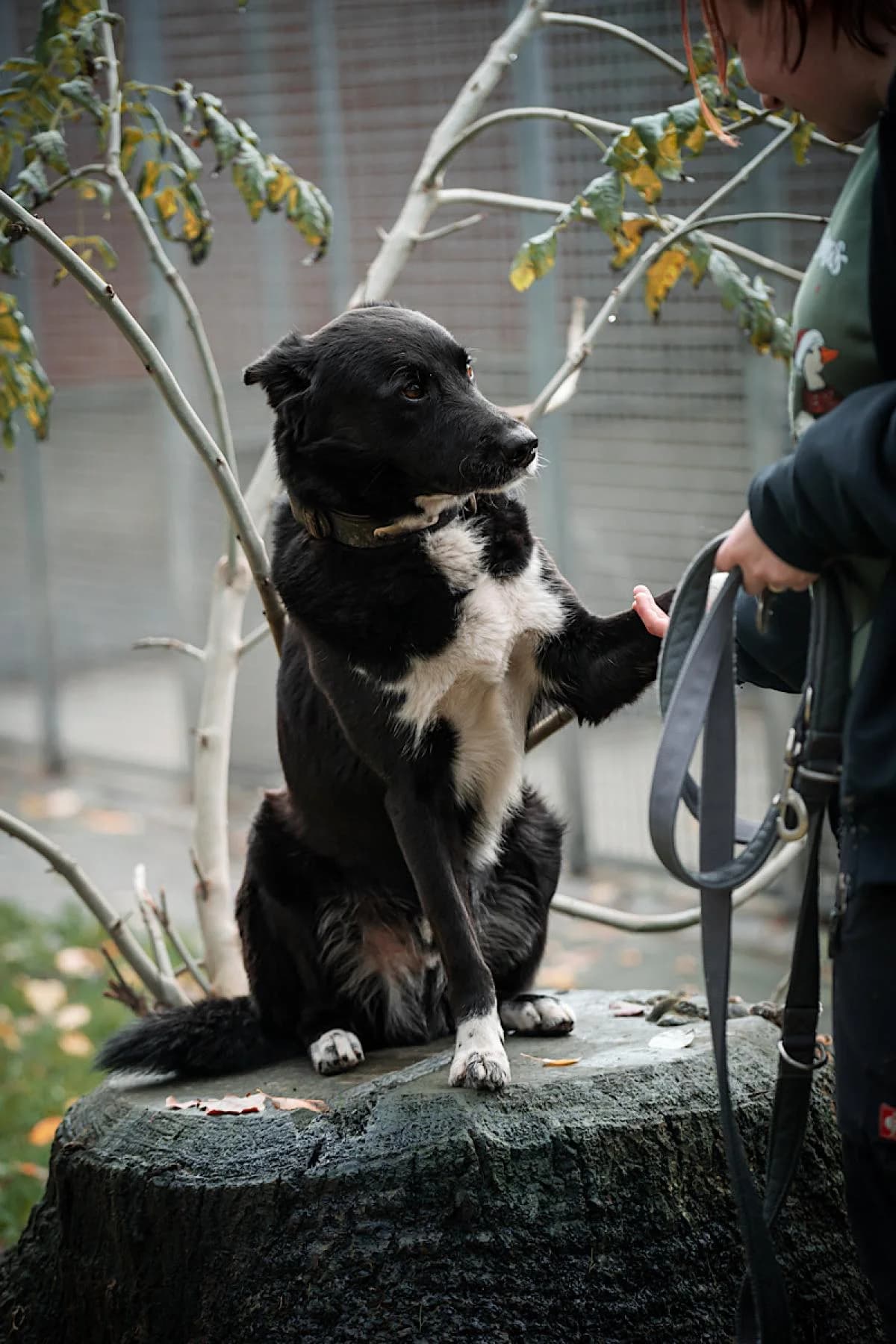 Paul, schwarz weiß male Border Collie for adoption at Tierheim Bochum, Bochum — photo 3 of 13