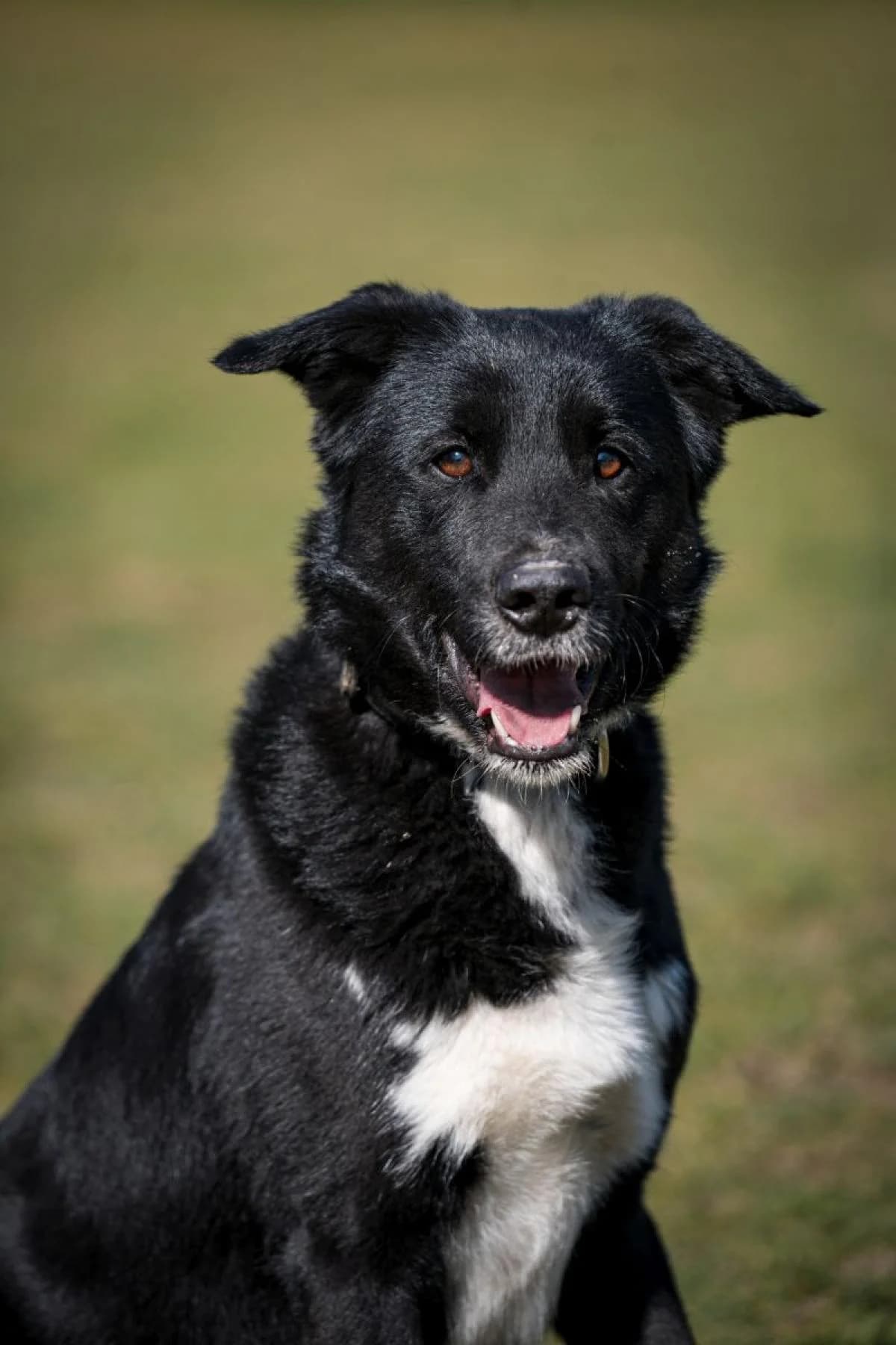 Paul, schwarz weiß male Border Collie for adoption at Tierheim Bochum, Bochum — photo 4 of 13