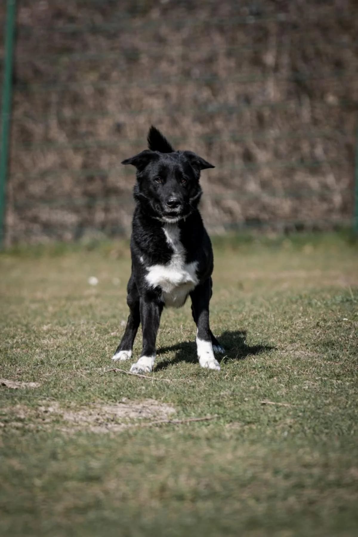 Paul, schwarz weiß male Border Collie for adoption at Tierheim Bochum, Bochum — photo 5 of 13