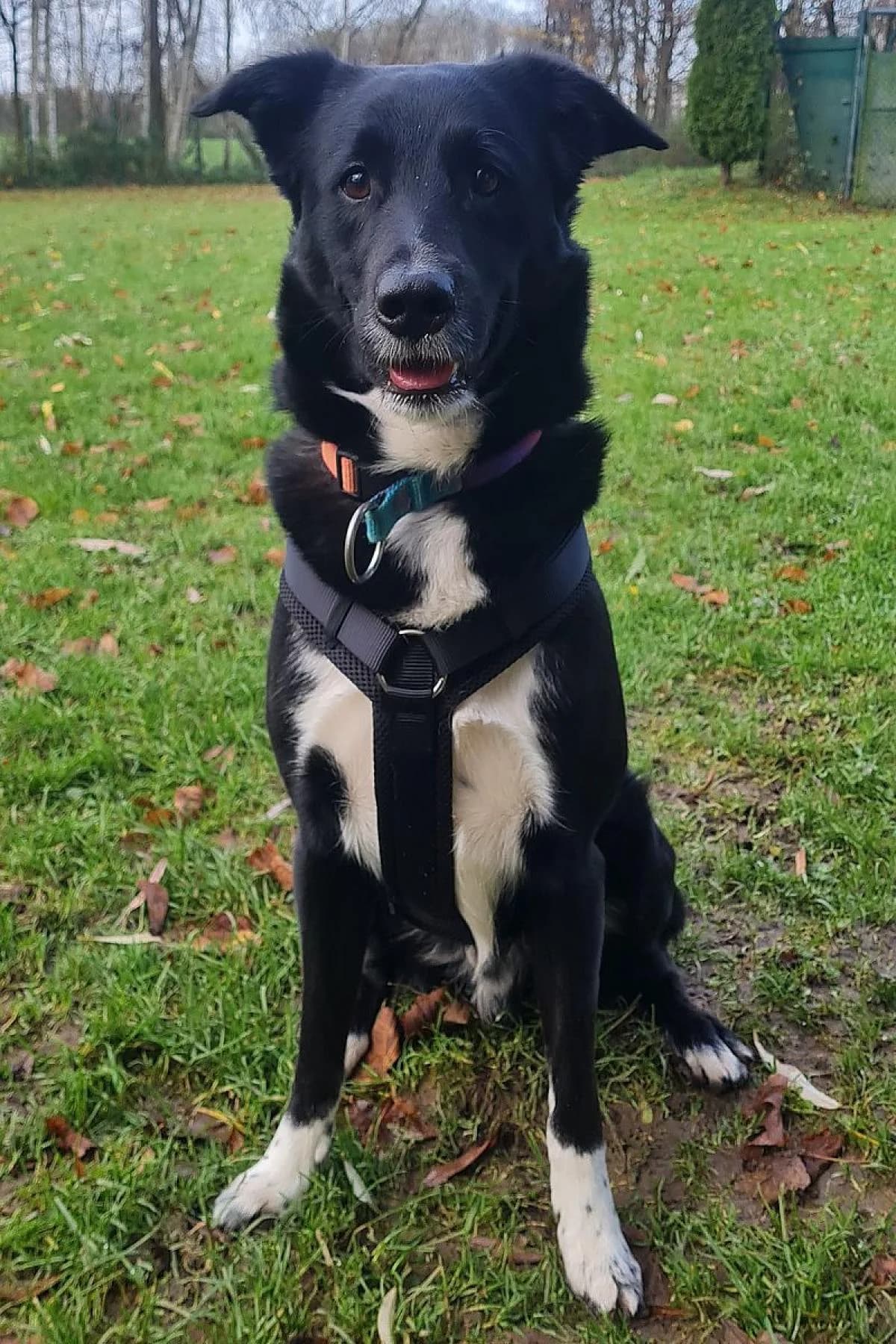Paul, schwarz weiß male Border Collie for adoption at Tierheim Bochum, Bochum — photo 6 of 13