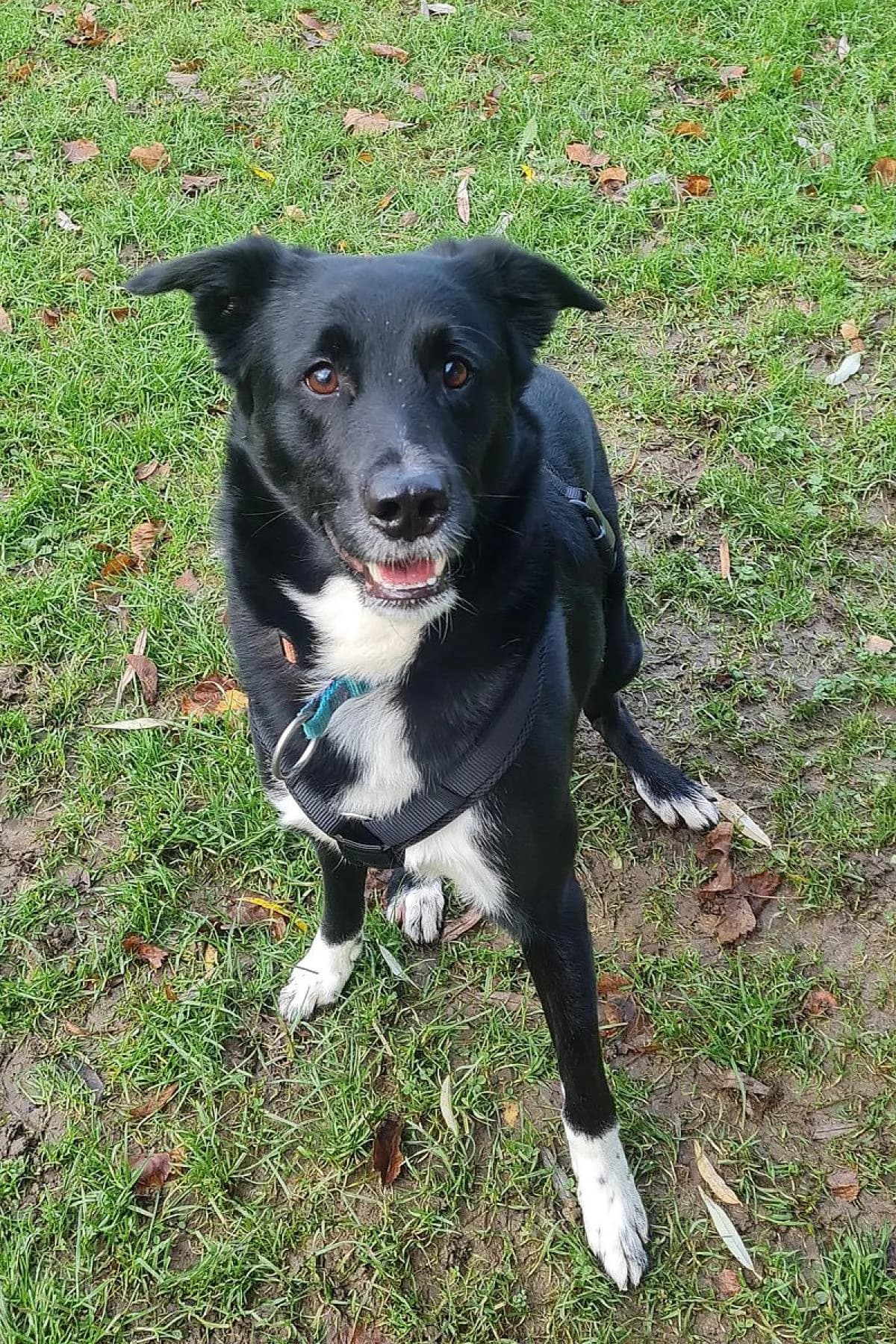 Paul, schwarz weiß male Border Collie for adoption at Tierheim Bochum, Bochum — photo 7 of 13