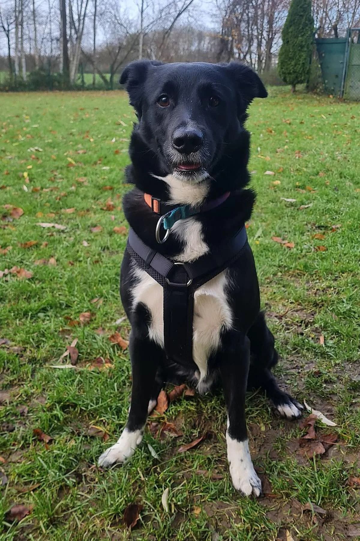 Paul, schwarz weiß male Border Collie for adoption at Tierheim Bochum, Bochum — photo 8 of 13