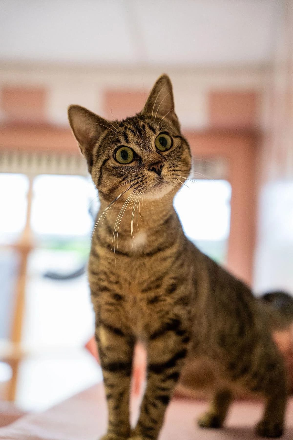Roland, getigert male young European Shorthair for adoption at Tierheim Bochum, Bochum