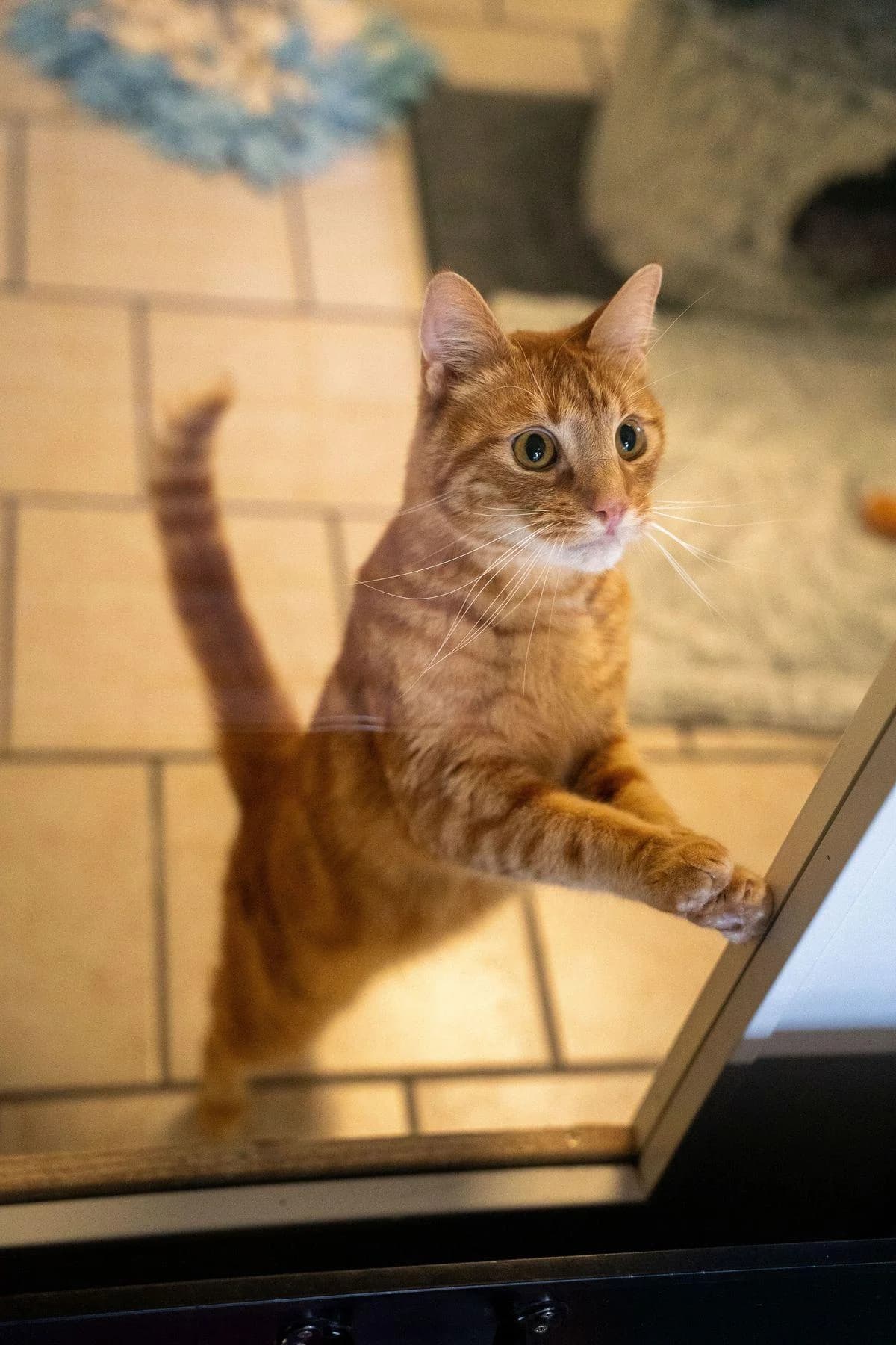 Rudi, rot male 4yo European Shorthair for adoption at Tierheim Bochum, Bochum