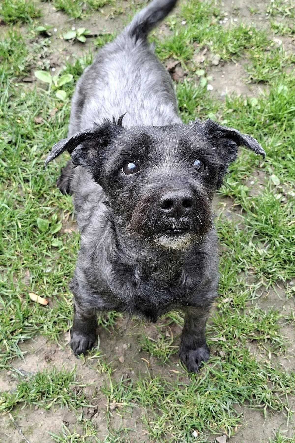 Ruffy, schwarz grau male Mixed Breed for adoption at Tierheim Bochum, Bochum