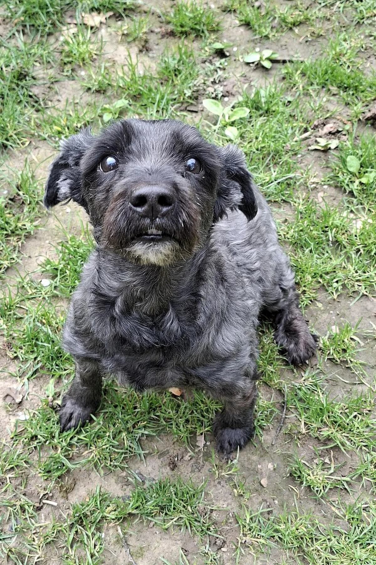 Ruffy, schwarz grau male Mixed Breed for adoption at Tierheim Bochum, Bochum — photo 2 of 3