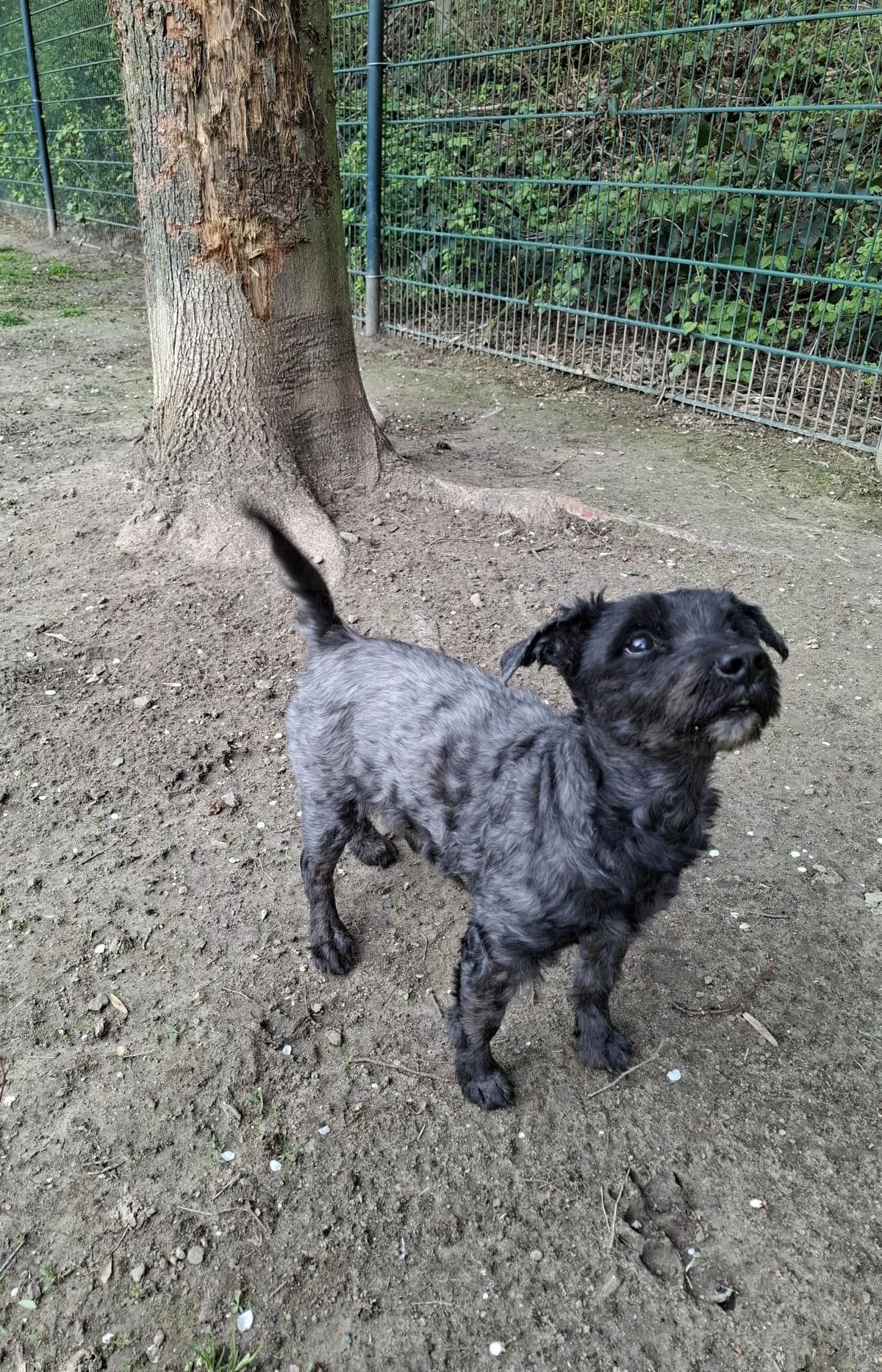 Ruffy, schwarz grau male Mixed Breed for adoption at Tierheim Bochum, Bochum — photo 3 of 3