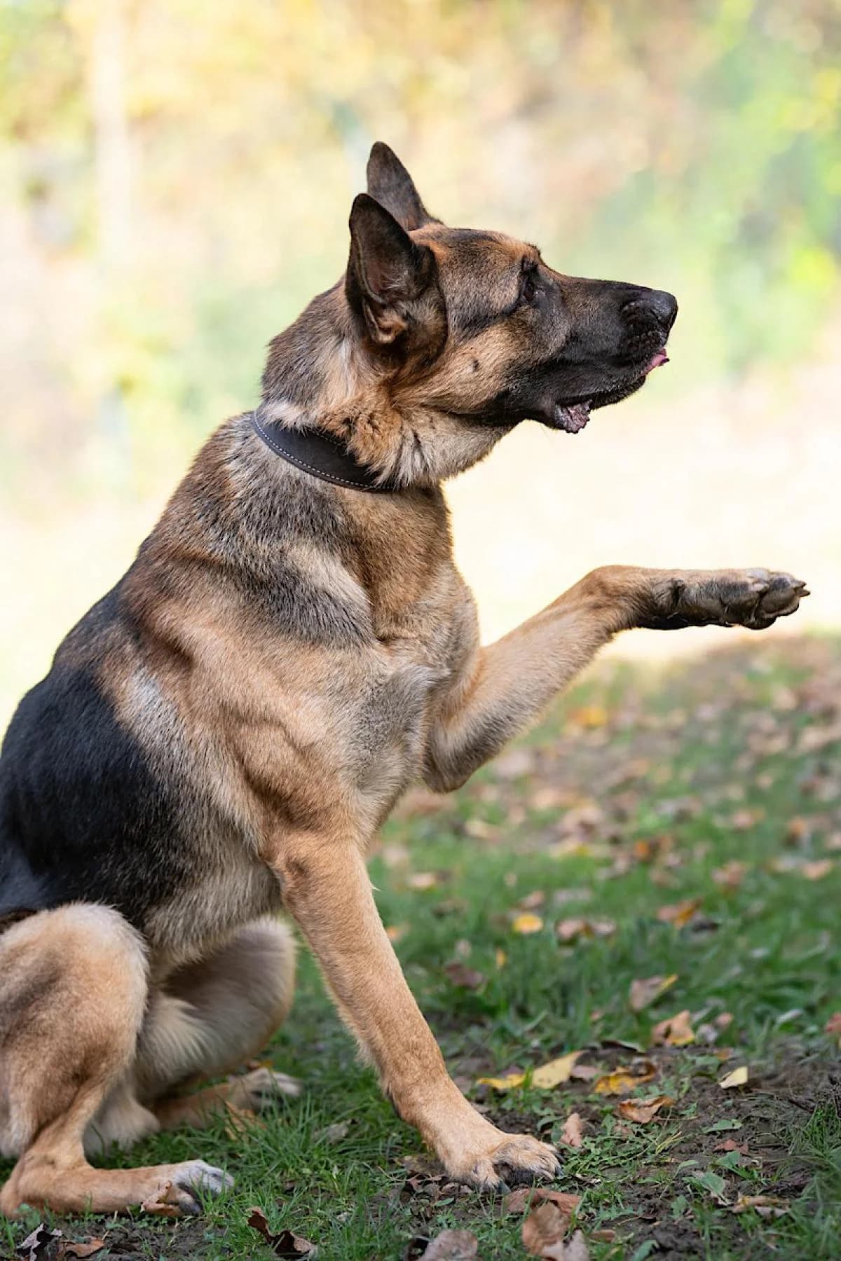 Ruki, schwarz-braun male 5yo German Shepherd for adoption at Tierheim Bochum, Bochum