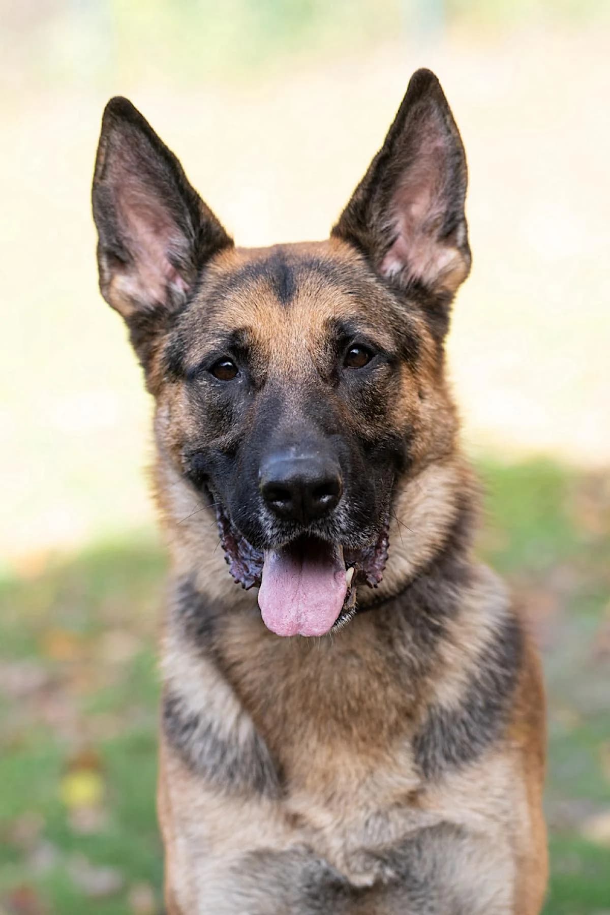 Ruki, schwarz-braun male German Shepherd for adoption at Tierheim Bochum, Bochum — photo 2 of 7