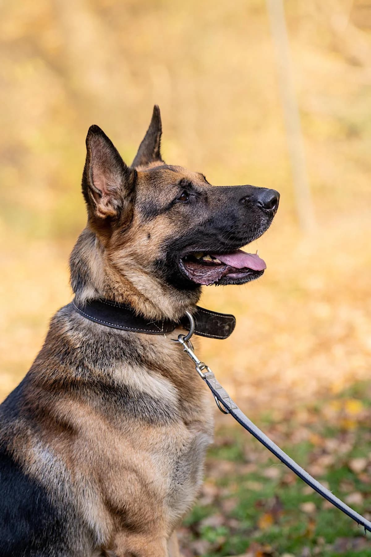 Ruki, schwarz-braun male German Shepherd for adoption at Tierheim Bochum, Bochum — photo 3 of 7
